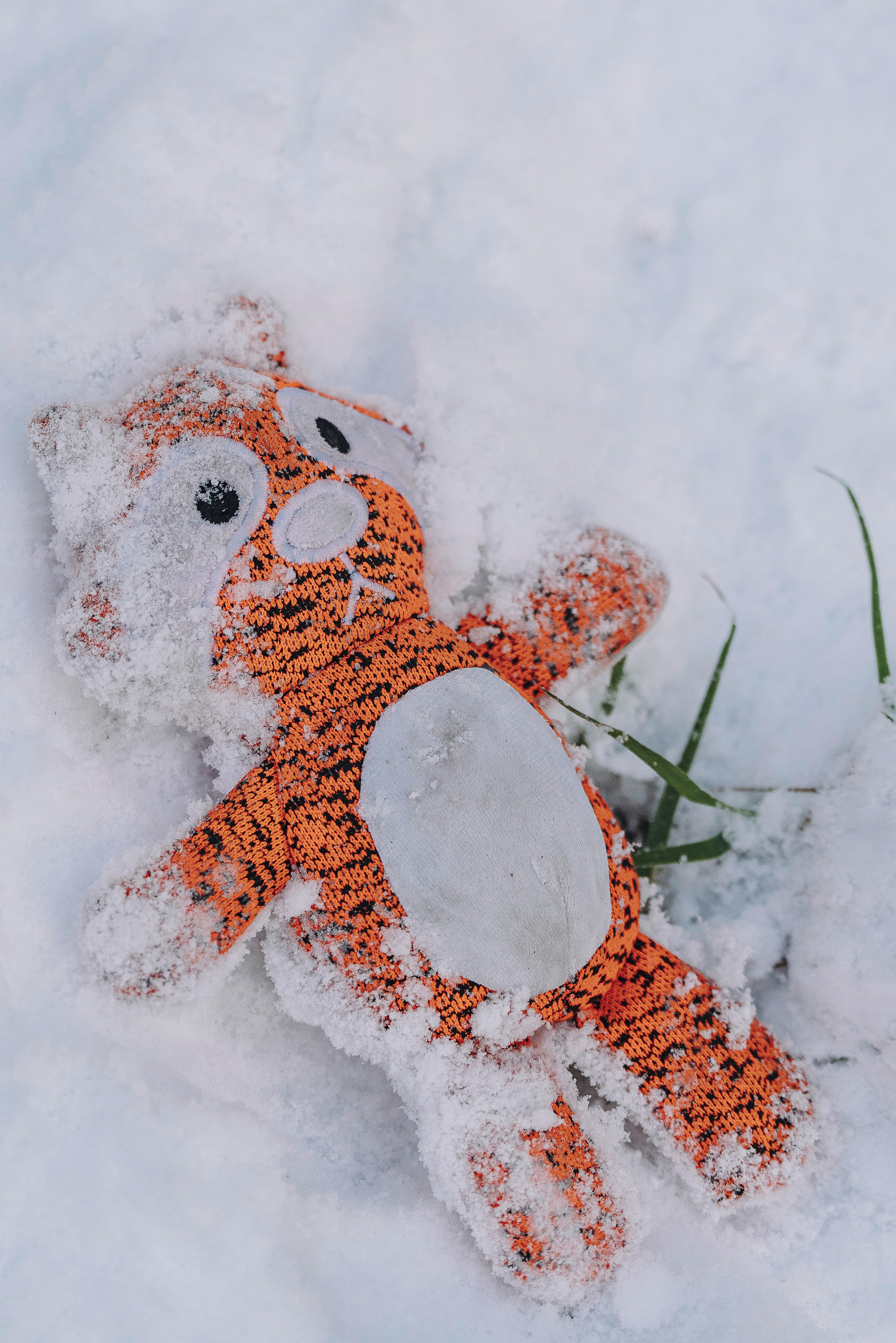Аня и Честер. Фотограф анималист в Спб недорого Олеся Майорова