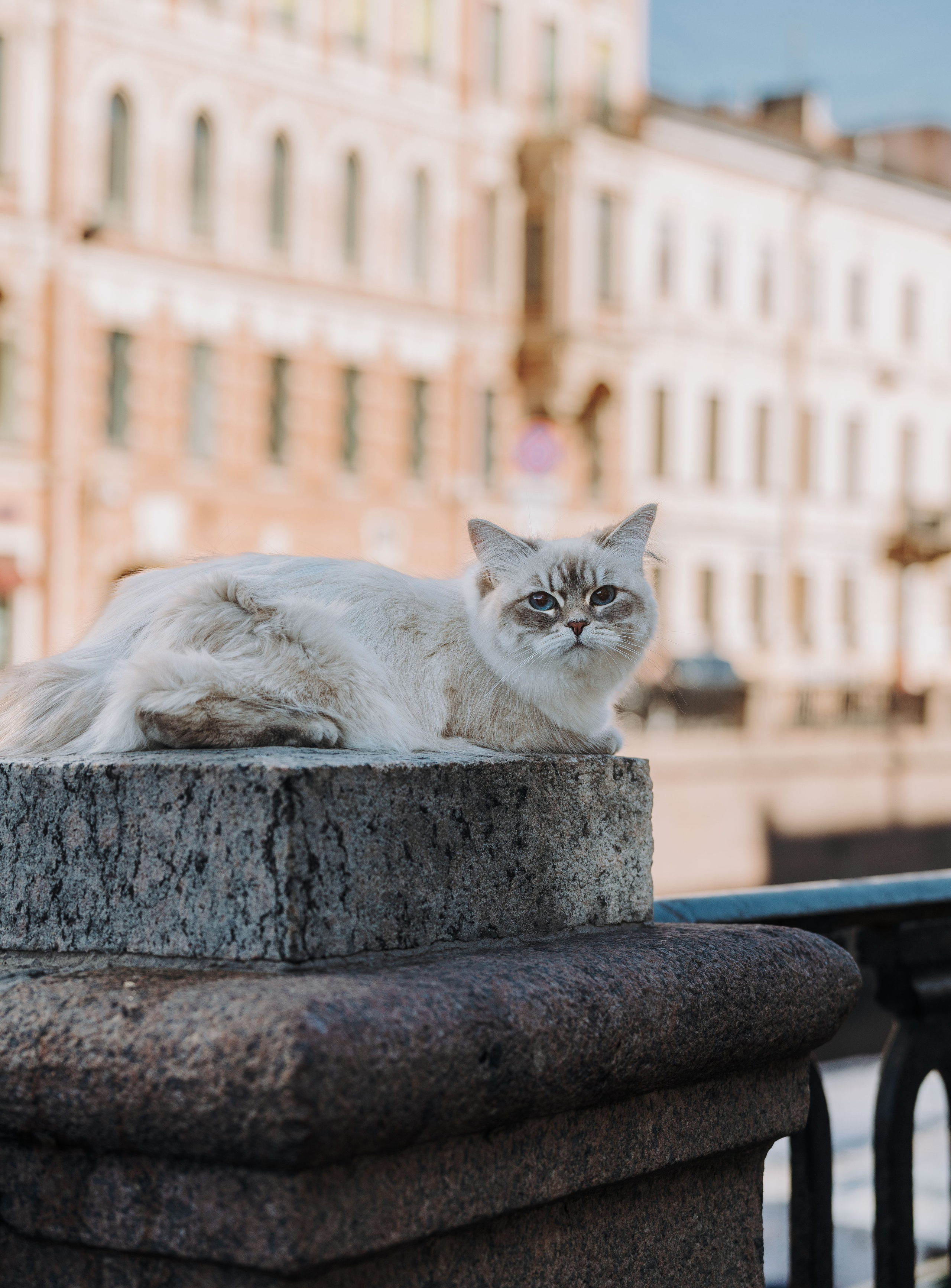 Сильвия, Полина и Никита. Фотограф анималист в Спб недорого Олеся Майорова