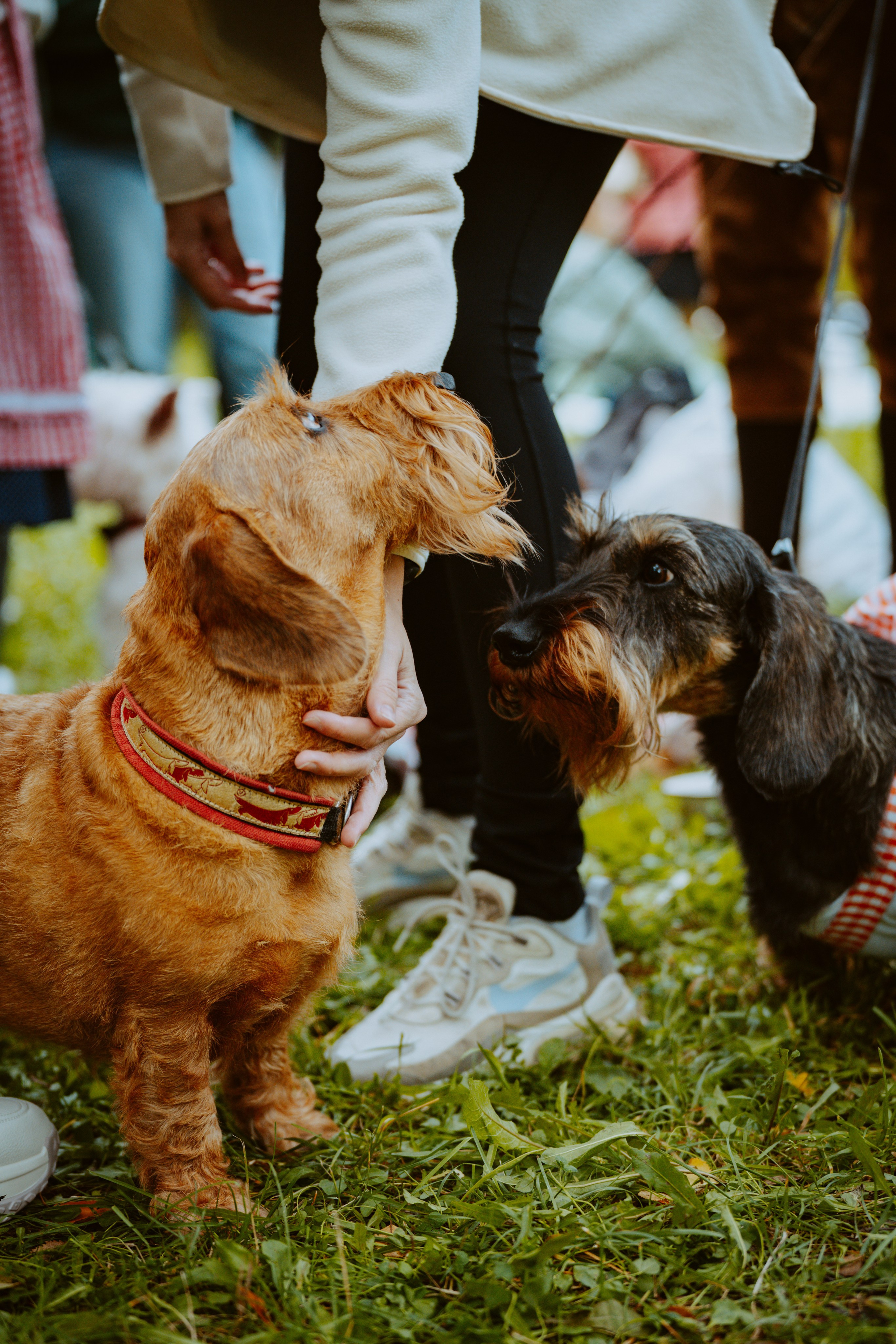 Такспарад. Фотограф анималист в Спб недорого Олеся Майорова