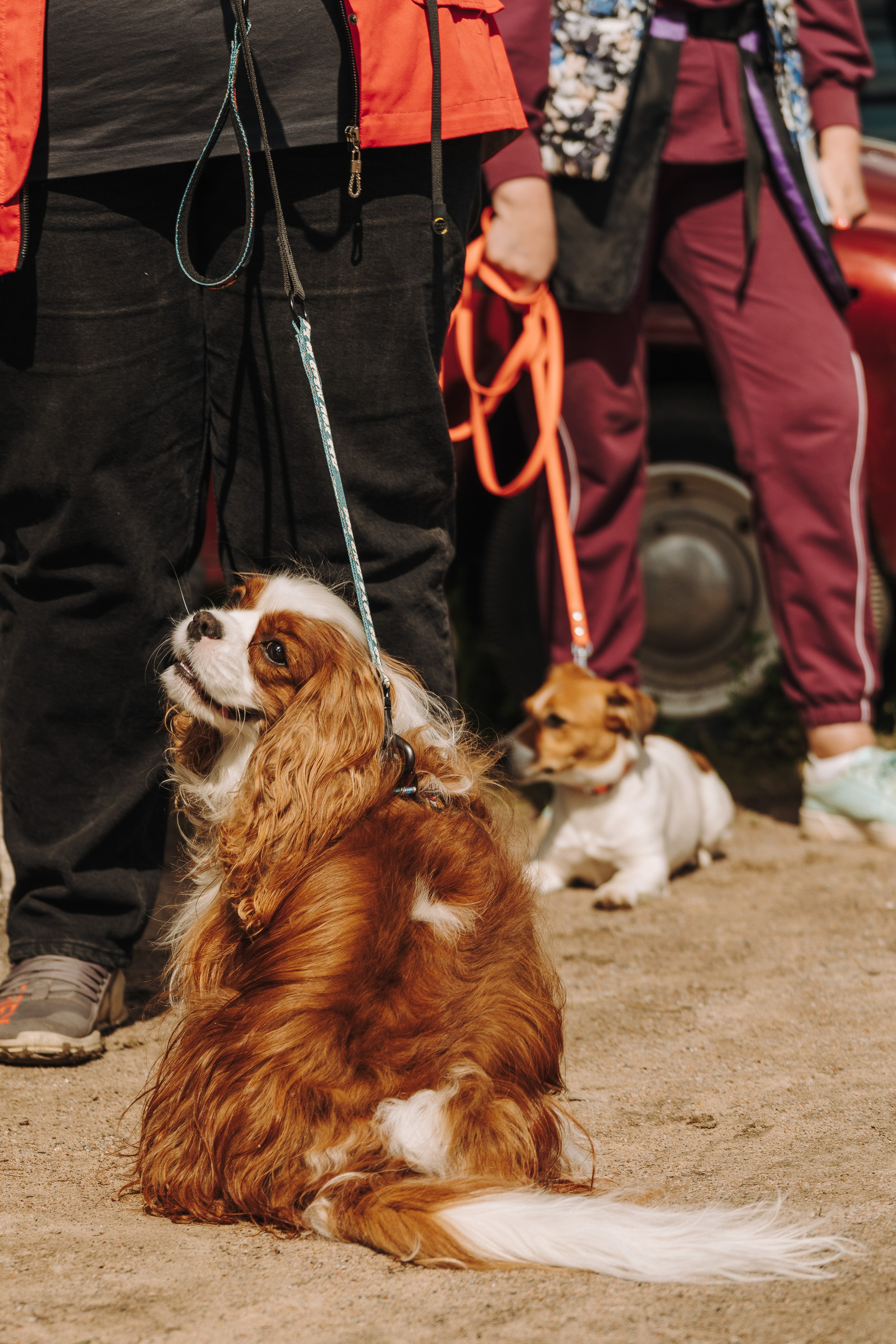 Соревнования по ноузворку. Фотограф анималист в Спб недорого Олеся Майорова
