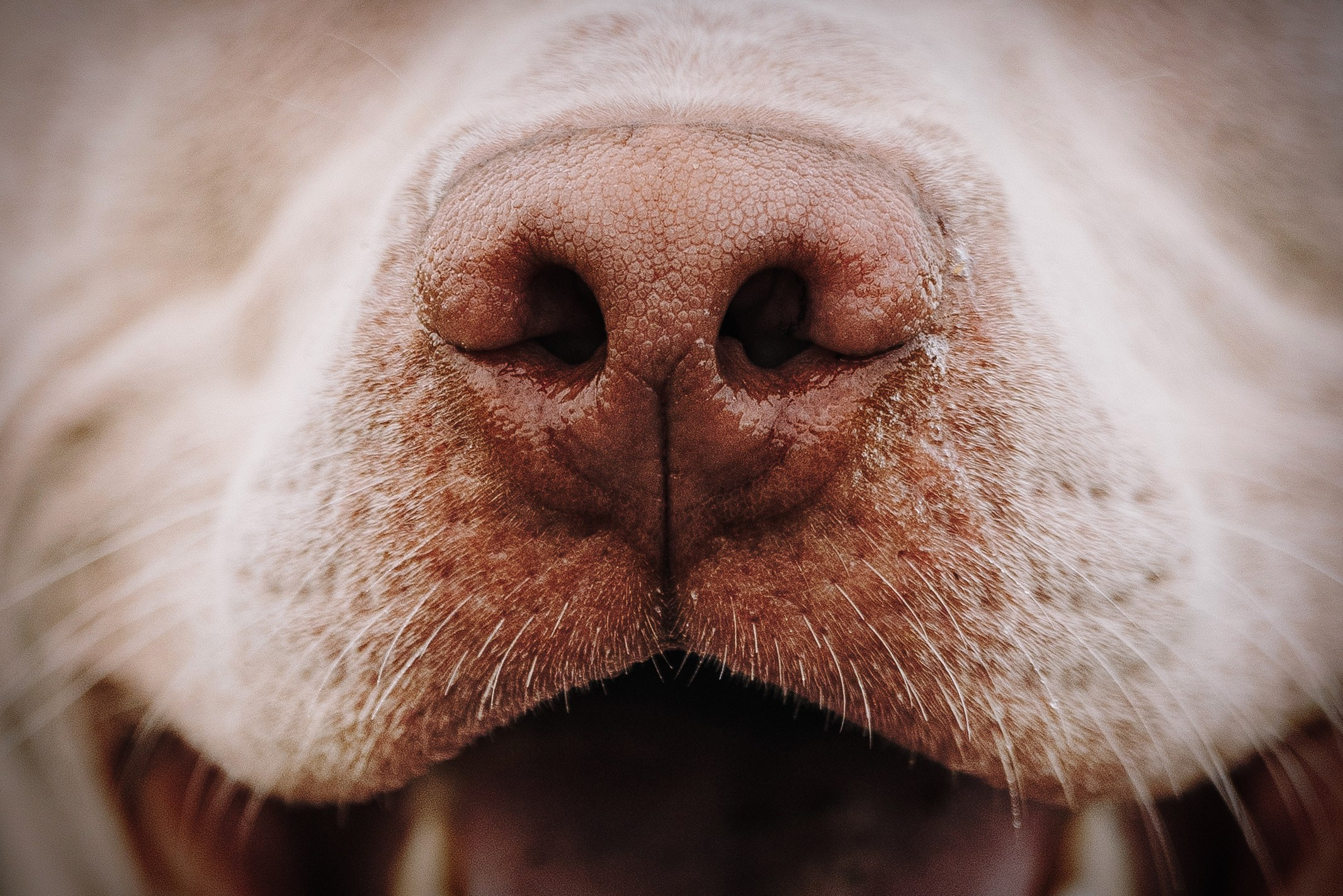 Оля и Гламур. Фотограф анималист в Спб недорого Олеся Майорова