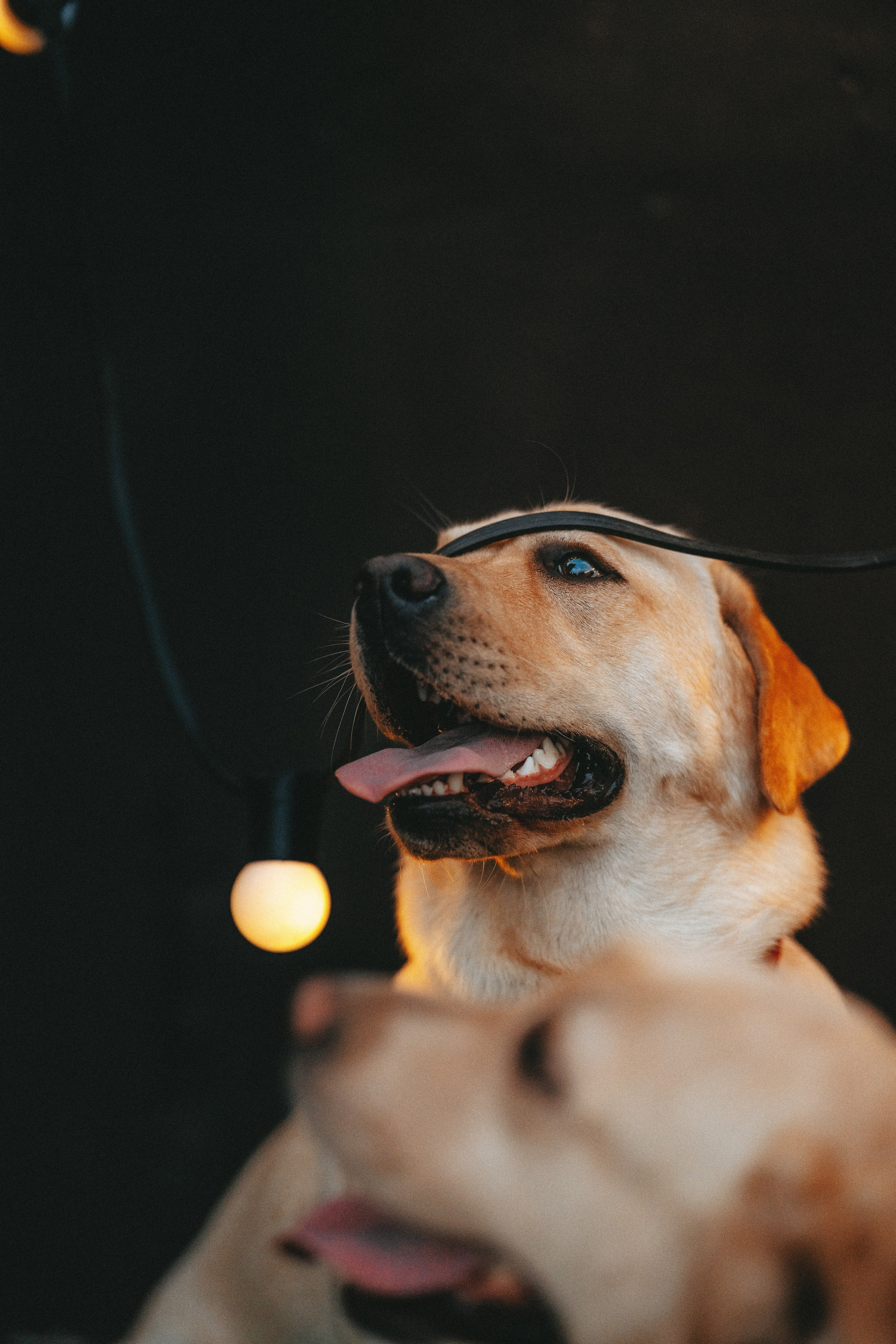 Фотосъёмка с вашими питомцами. Фотограф анималист в Спб недорого Олеся Майорова