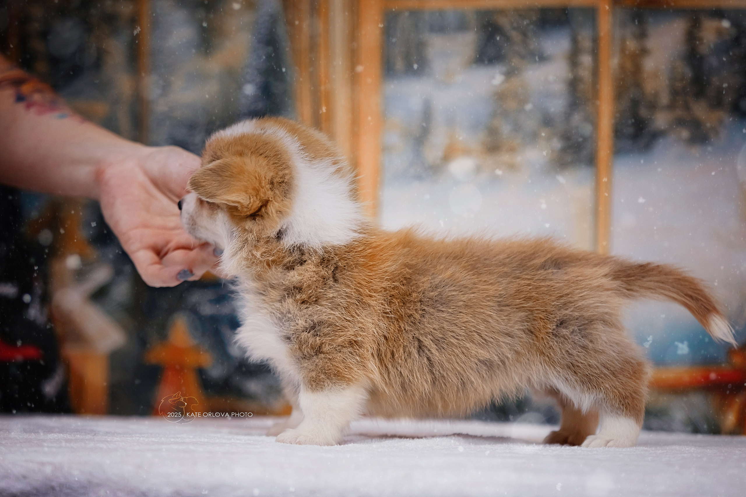 А — Кола и Цесей. Kawaii Kuma питомник собак пород Корги пемброк, Акита ину, Сиба