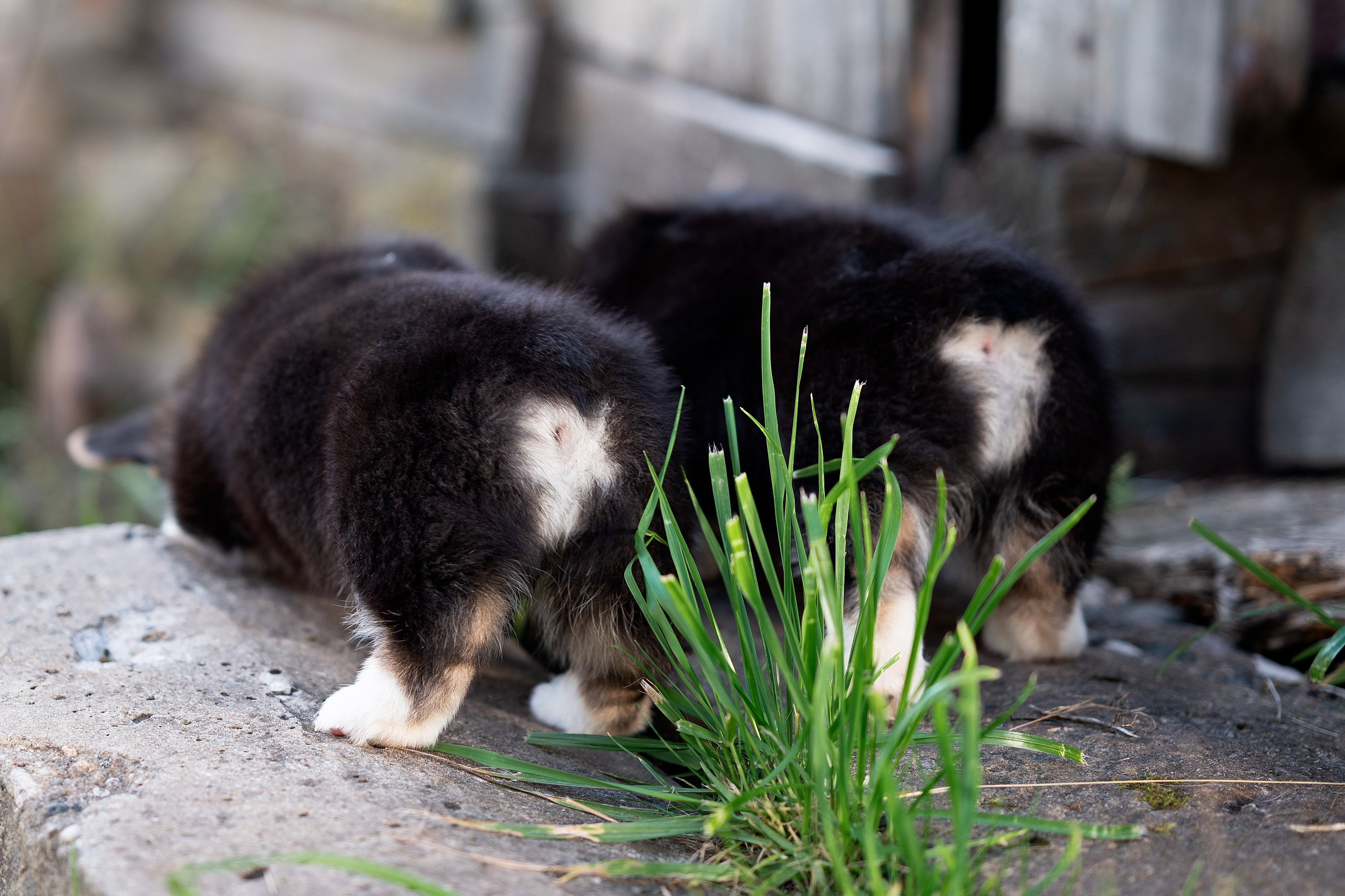 Заводчик Анастасия Подгорбунская. Творческий фотограф Вологда
