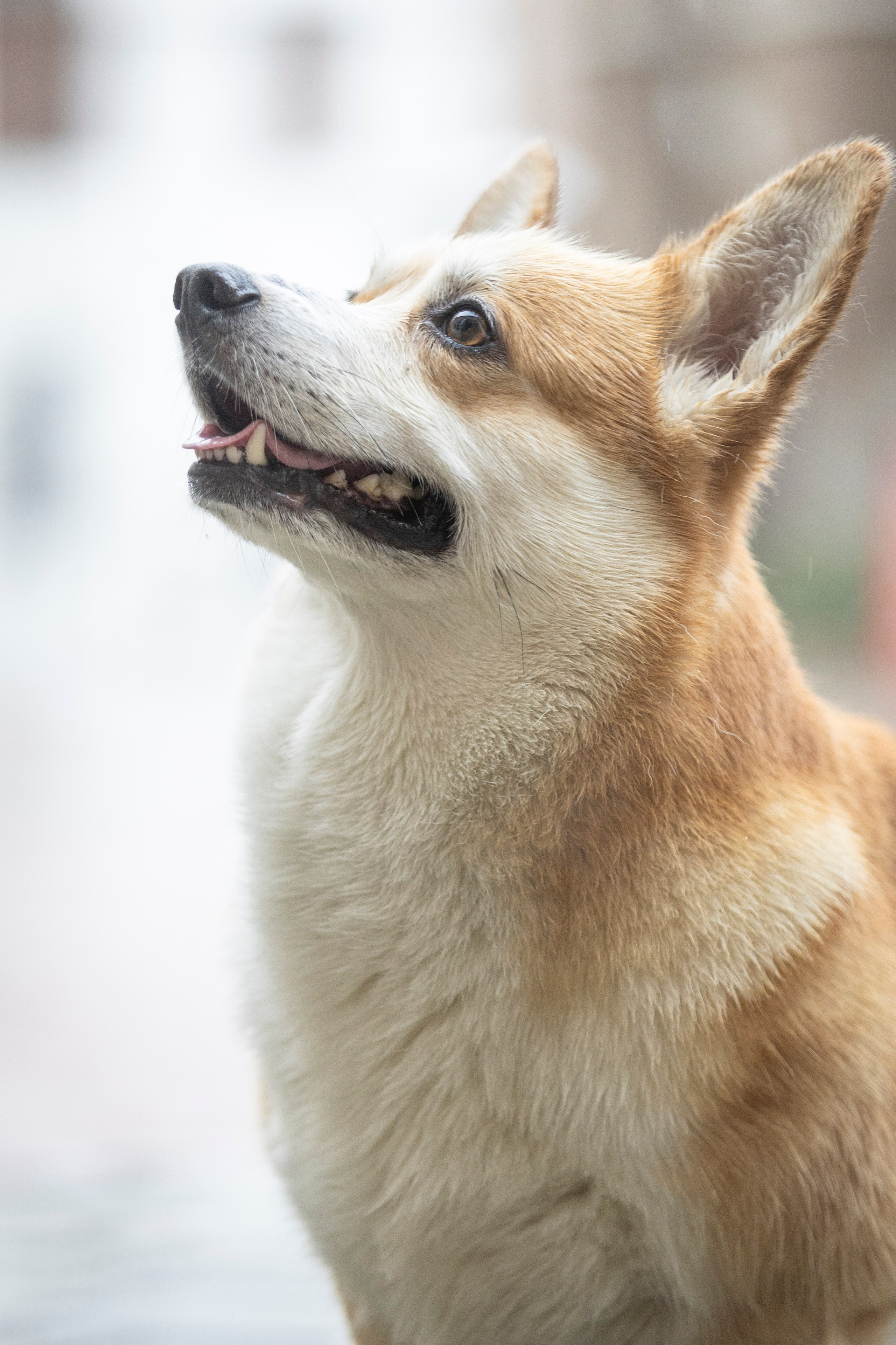 Гай, Корги-Пемброк. Ирина Голомб|Фотограф-анималист в  Сочи и Калининграде