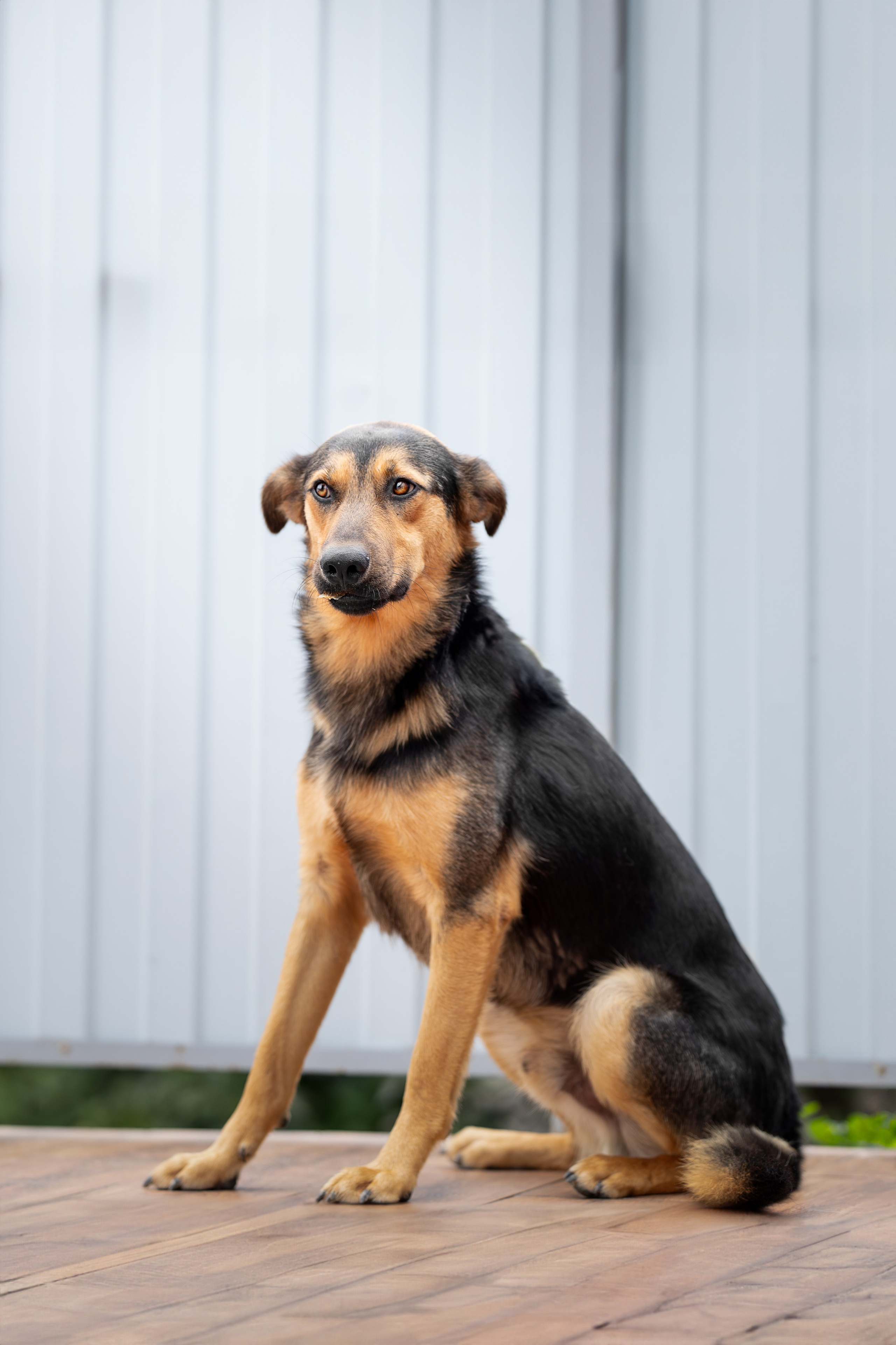 Мини-приют «Возрождение». Ирина Голомб|Фотограф-анималист в  Сочи и Калининграде
