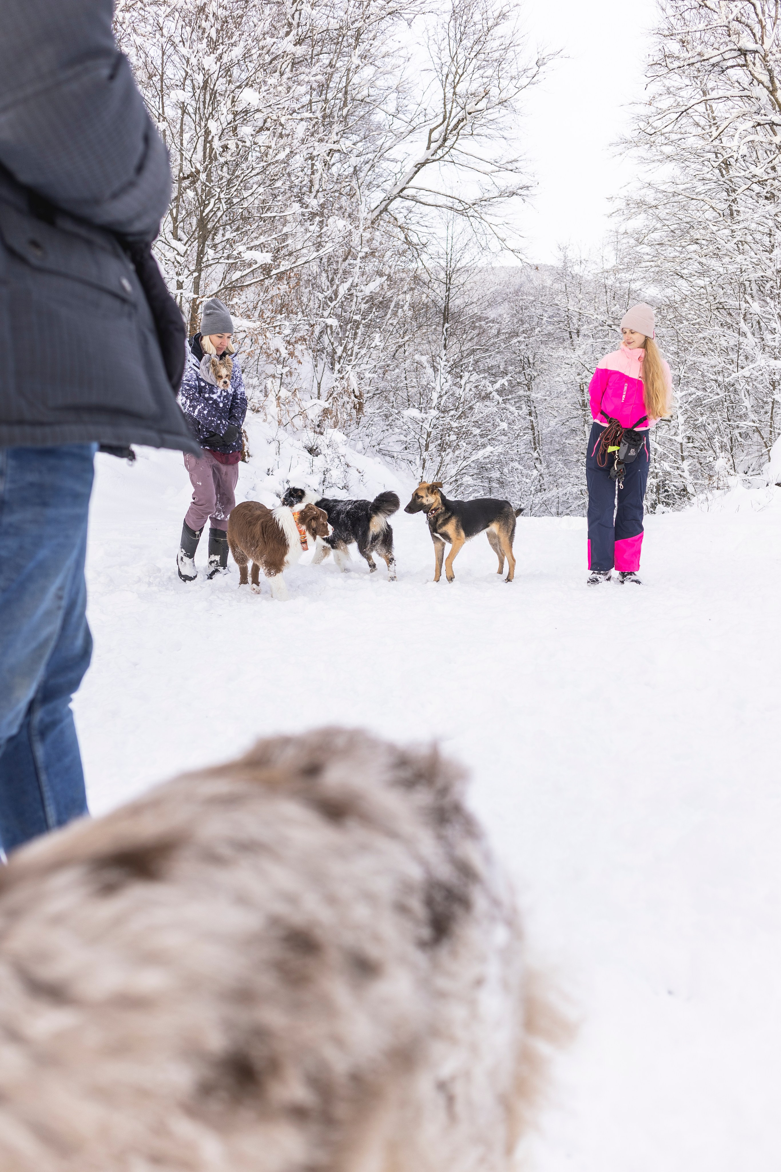 Догтуса Тропа Ефремова. Ирина Голомб|Фотограф-анималист в  Сочи и Калининграде