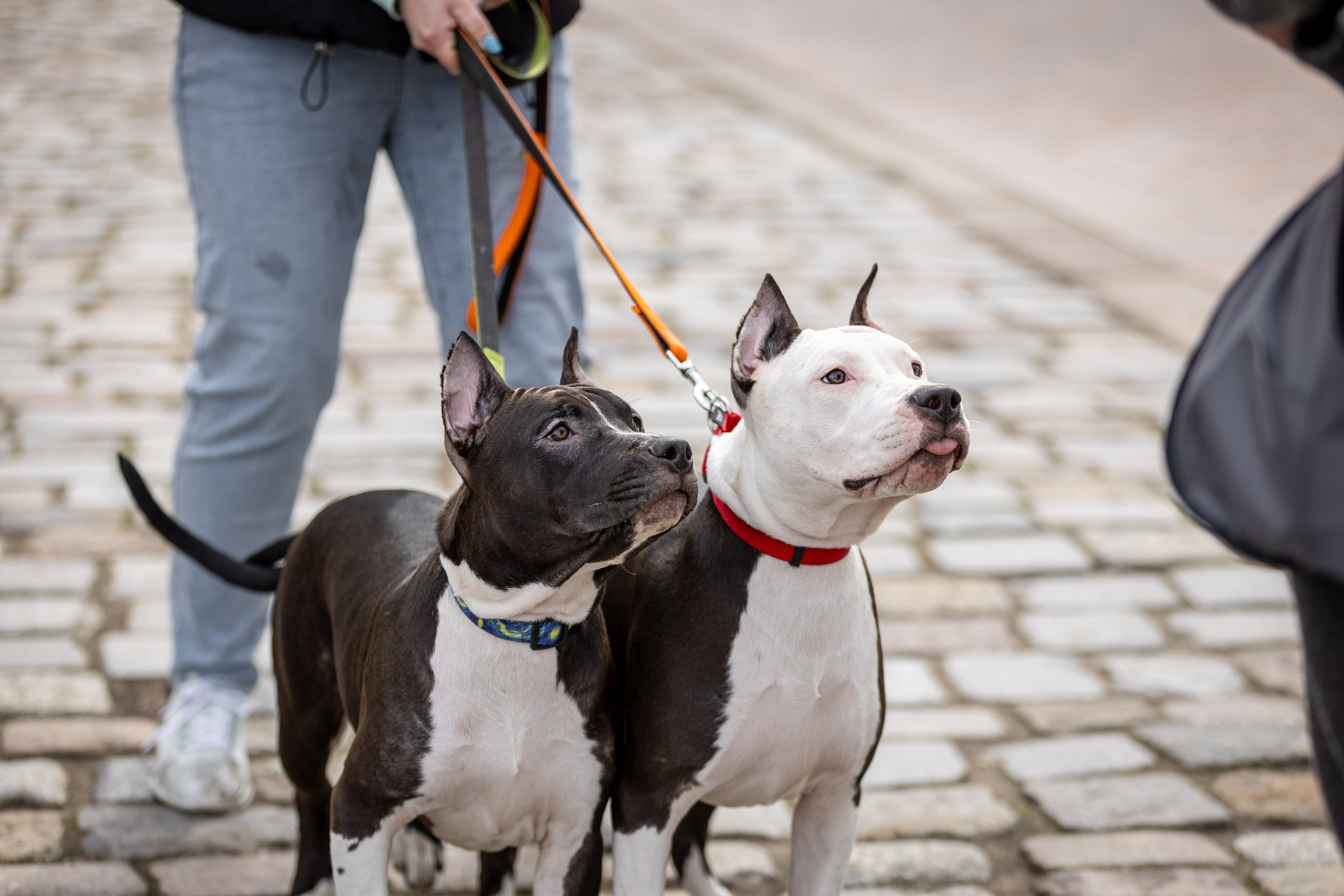 Афина и Мора, Стаффорды. Ирина Голомб|Фотограф-анималист в  Сочи и Калининграде