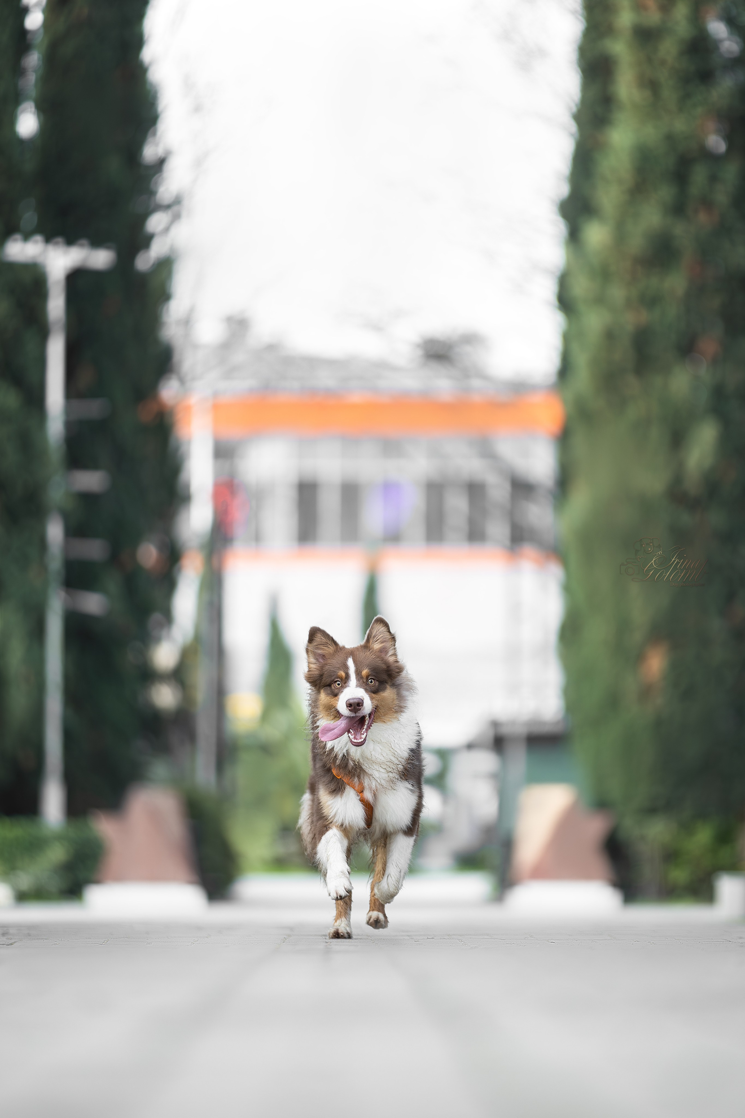 Бадди, Австралийская Овчарка. Ирина Голомб|Фотограф-анималист в  Сочи и Калининграде