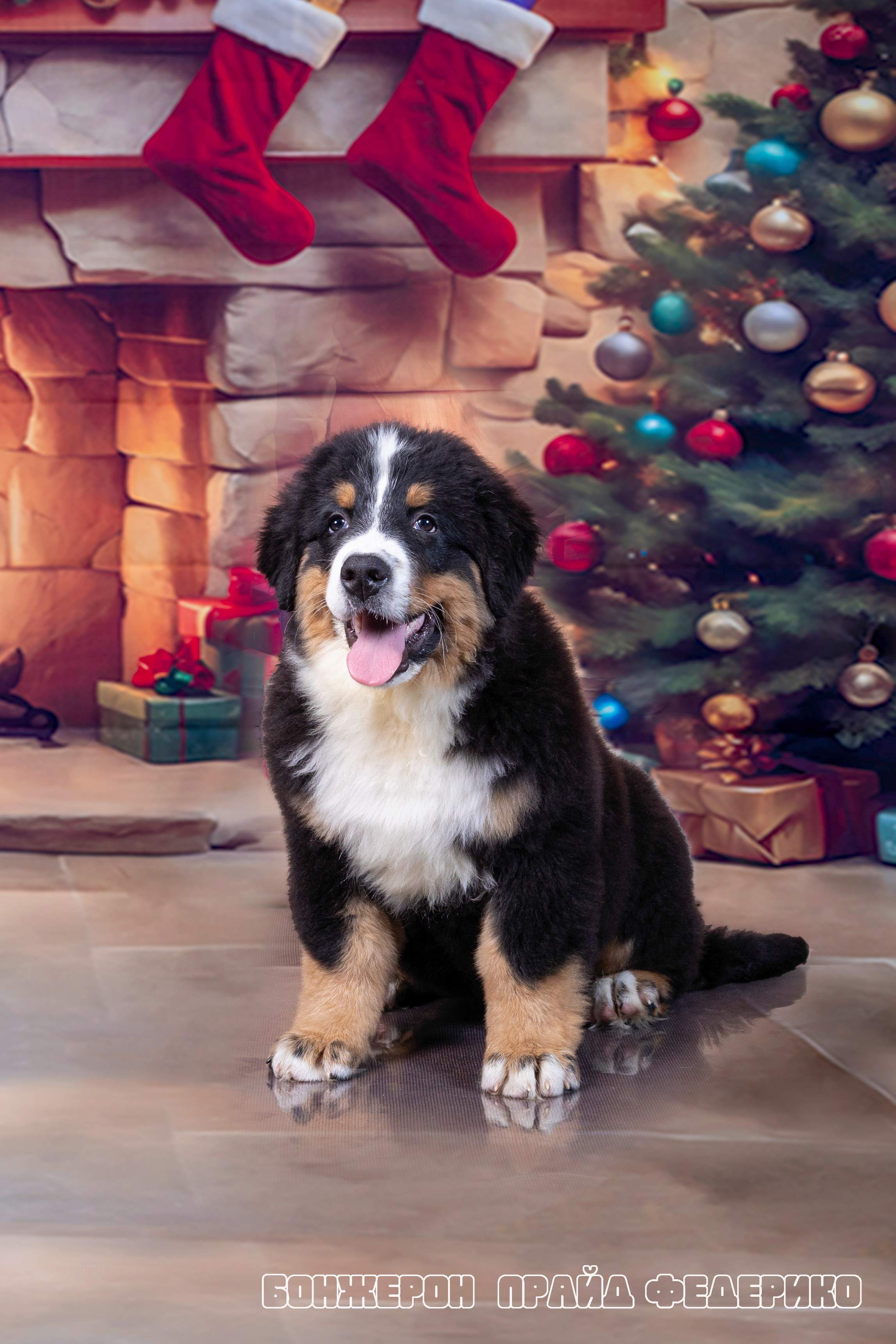 Бонжерон прайд. Фотограф 📸 семейный, предметный, репортажный