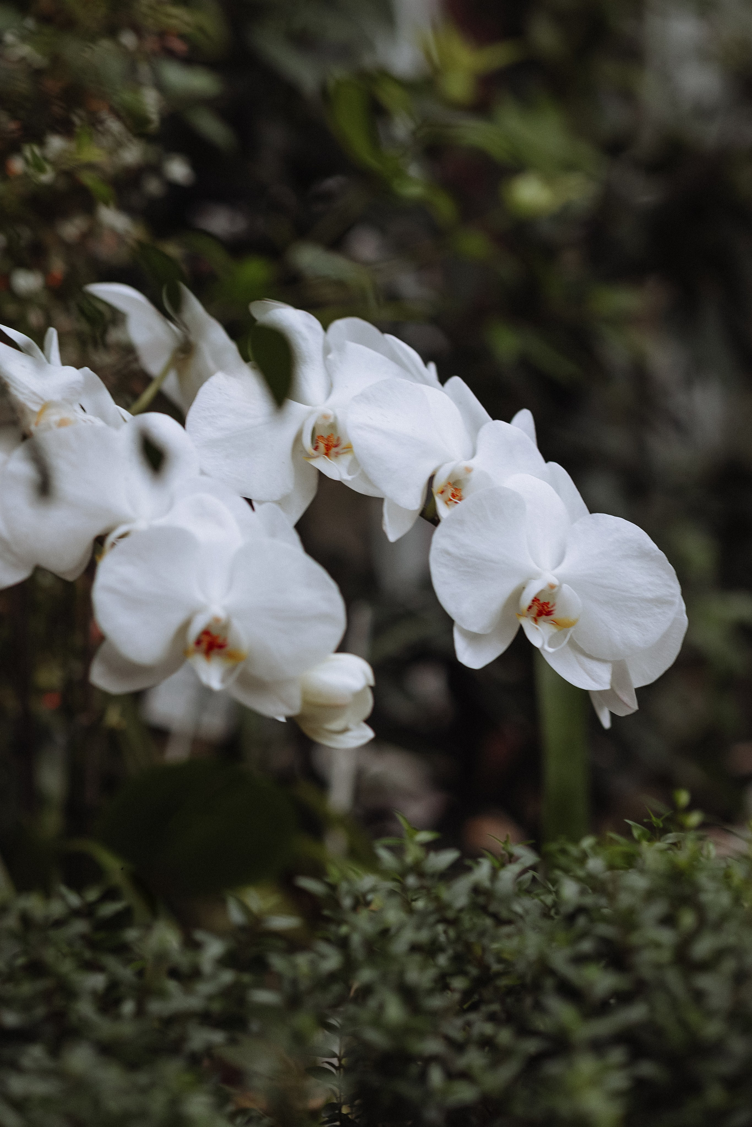 Оранжерея. Каплицкая Любовь — фотограф Тверь