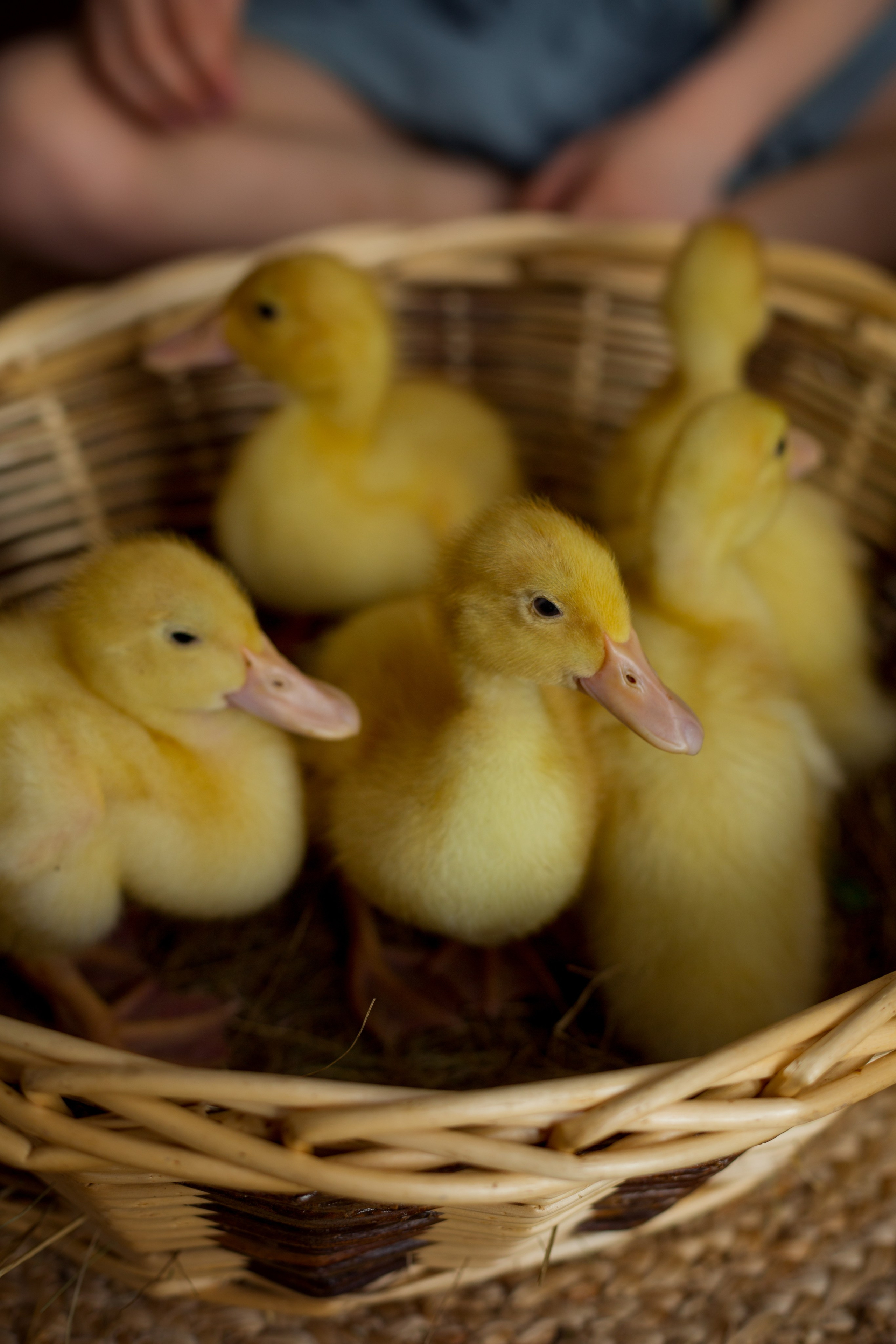 Пасхальная съемка в А-домике. Фотограф Ульянкина Мария