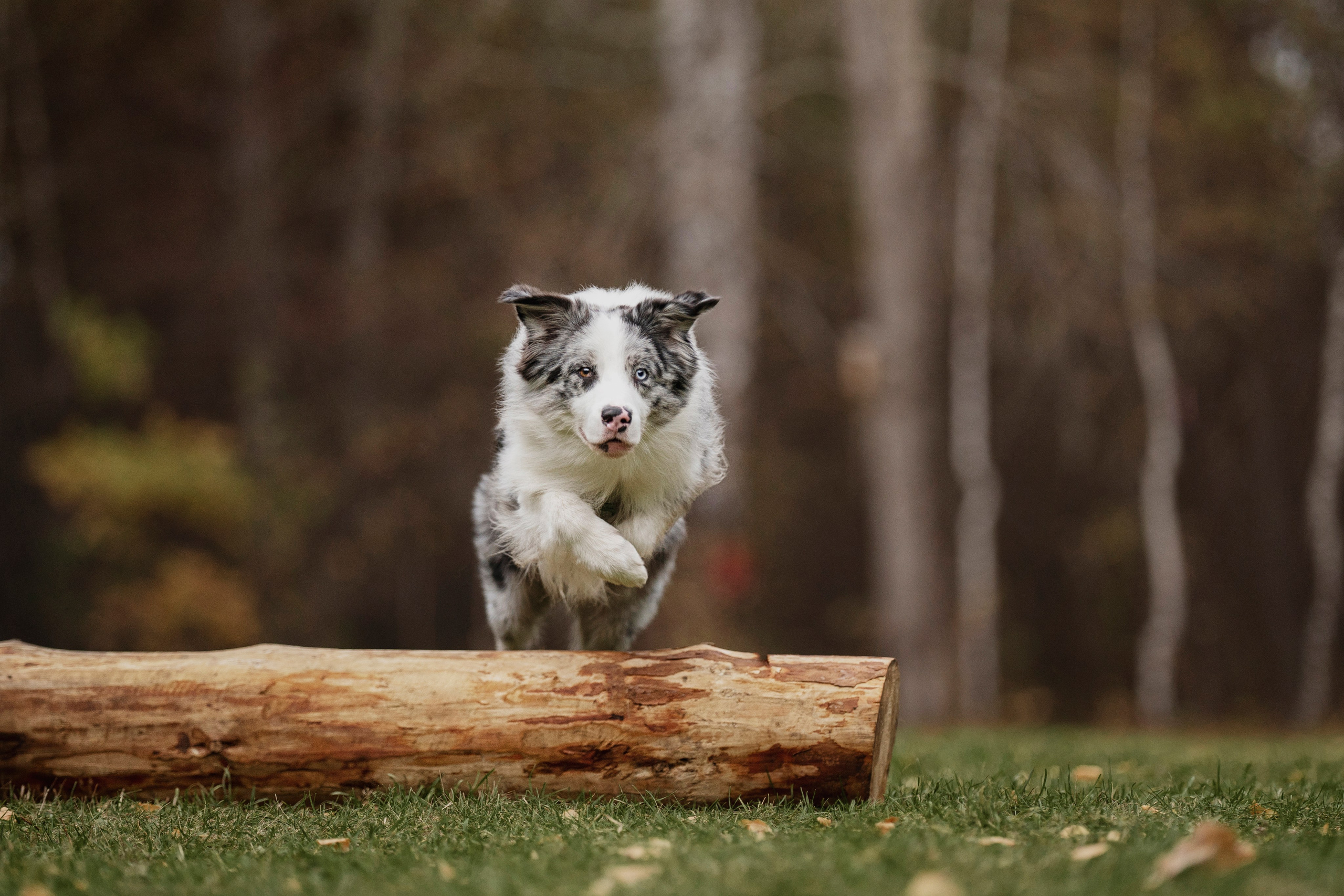 Съемка Альфа. Kameramotor74