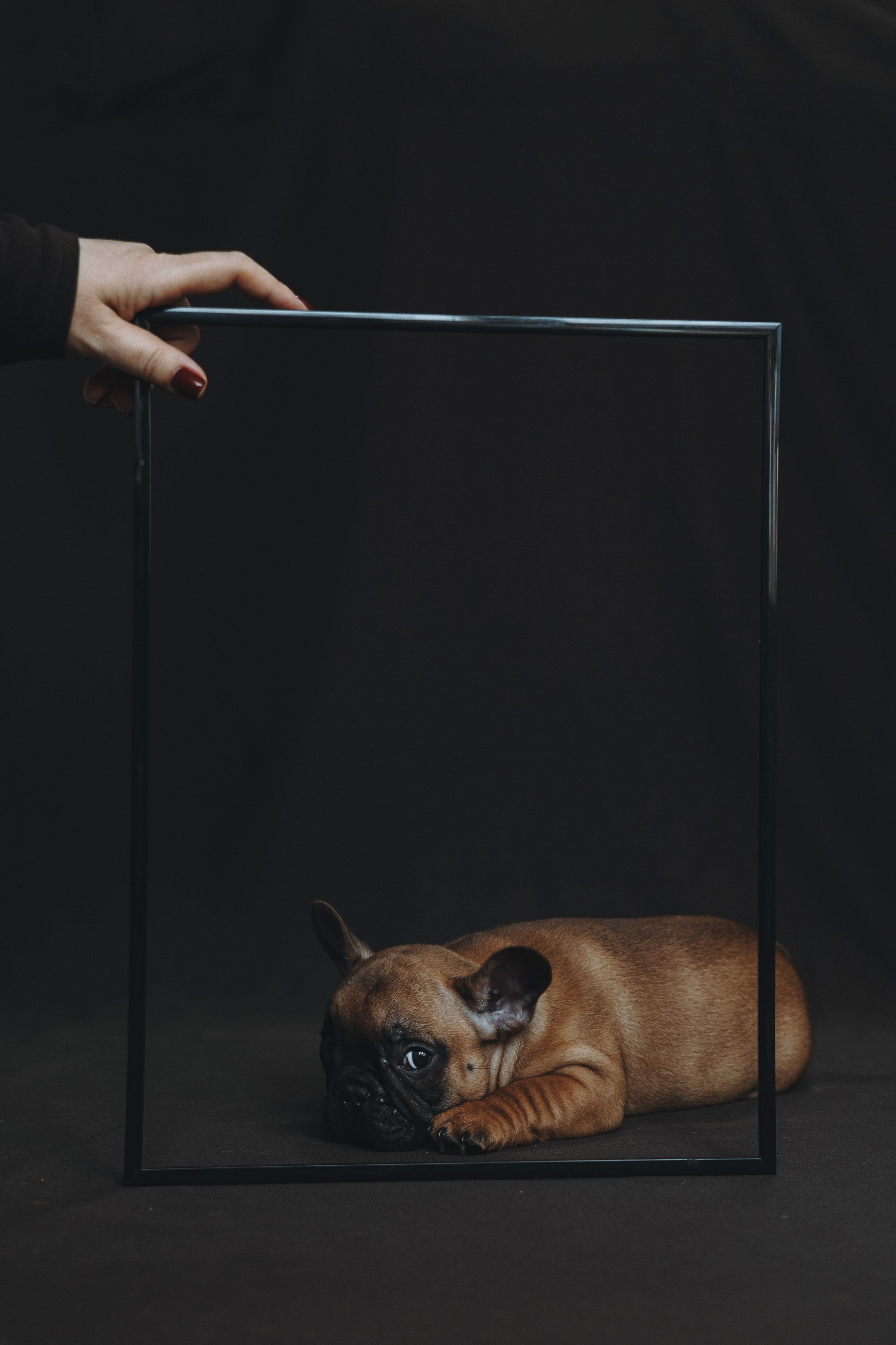 Щеночки. Фотограф — анималист Владивосток, Алина