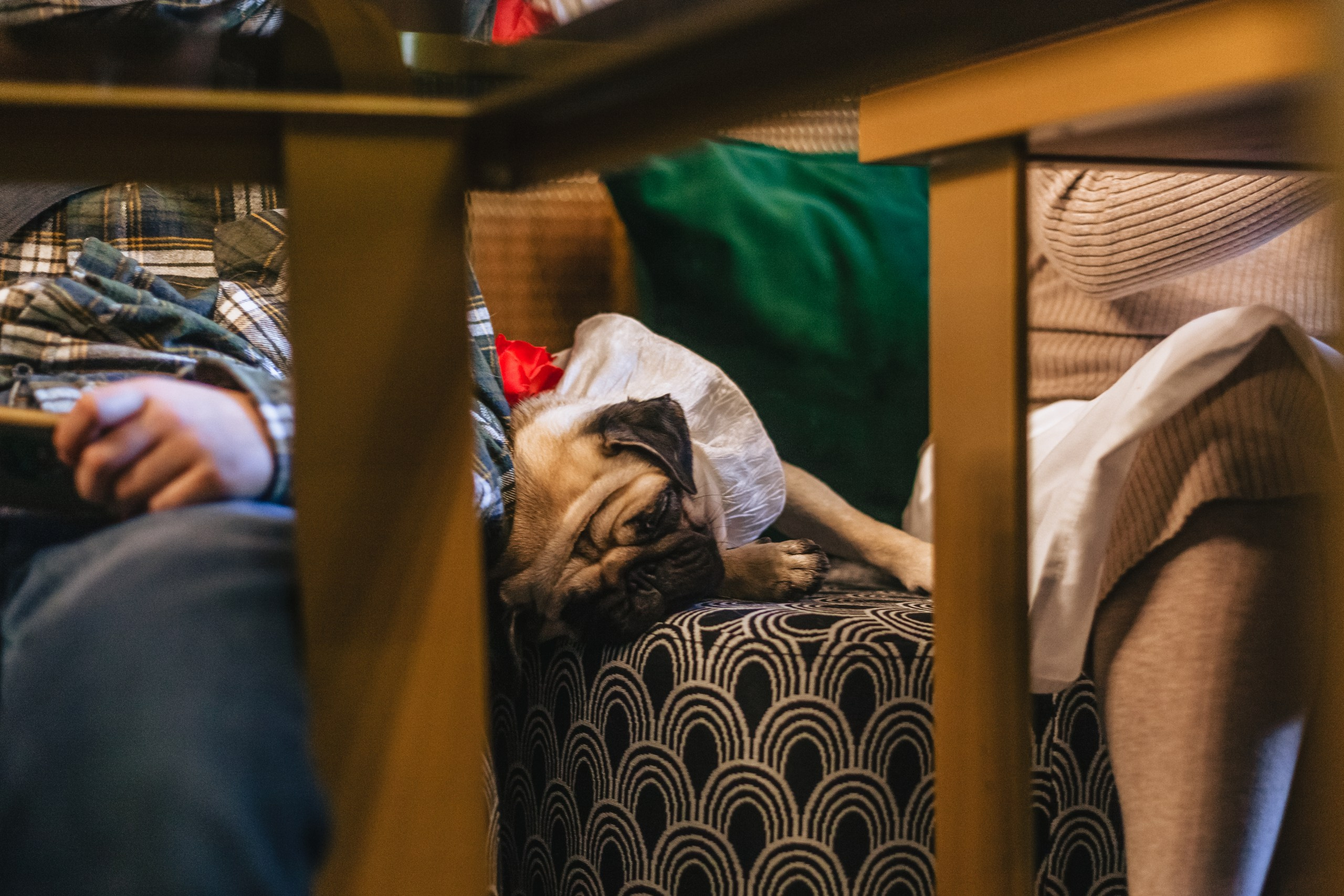 Мопсовстреча 02.12.2023. Фотограф-анималист Татьяна Степанова