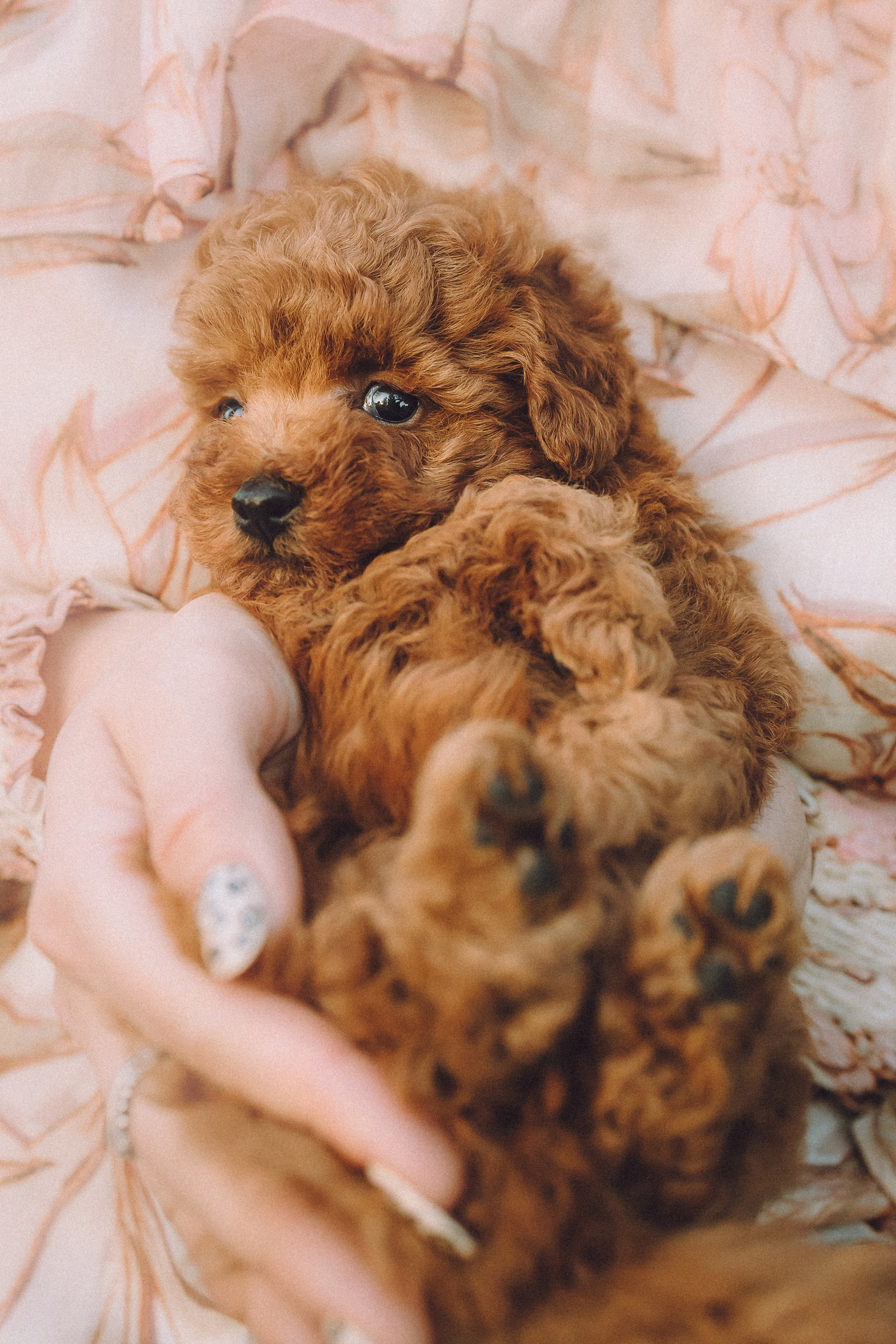 Гречка, Кари и щенки