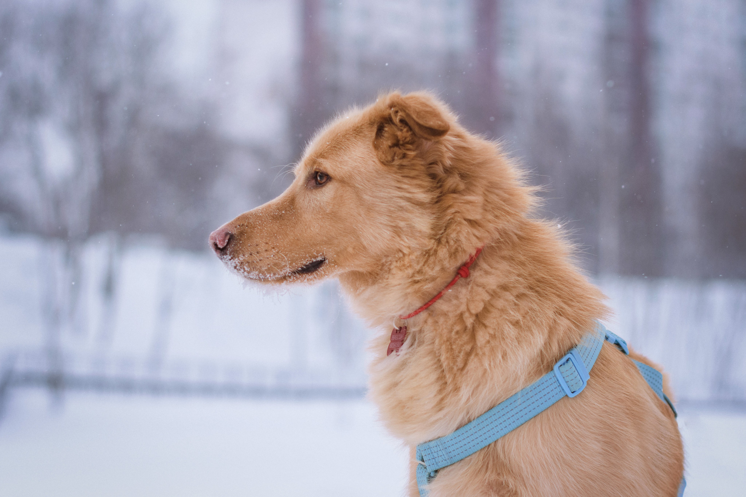 Зимняя фотосессия собаки в Москве. Фотограф собак, анималист в Москве Кира Яковлева