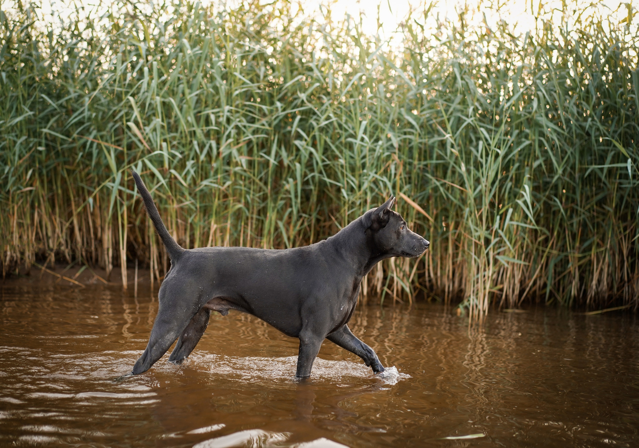 Вероника и Адам. Фотограф-анималист в Санкт-Петербурге Яна Мартынова