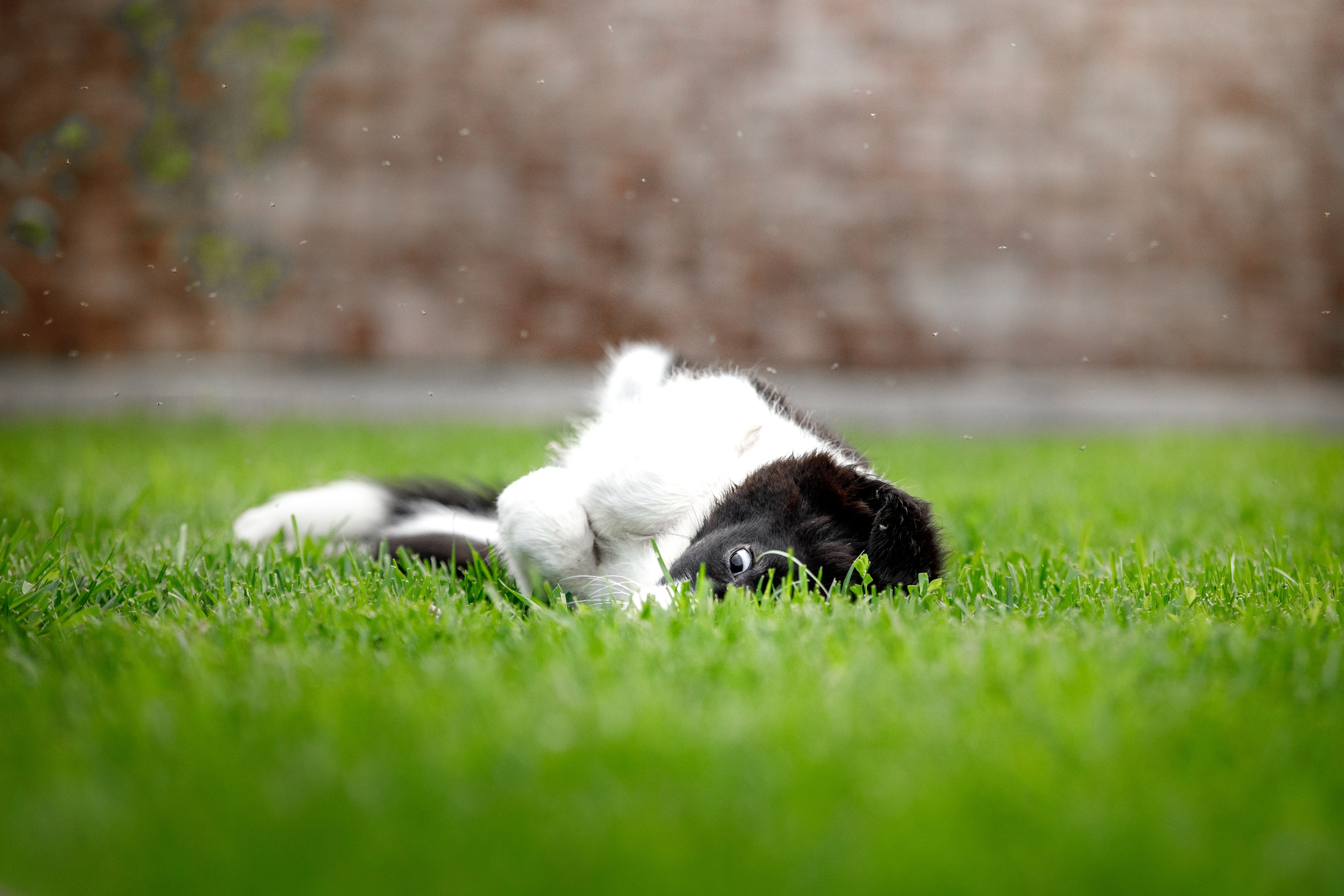 Болтовня в саду. О нас