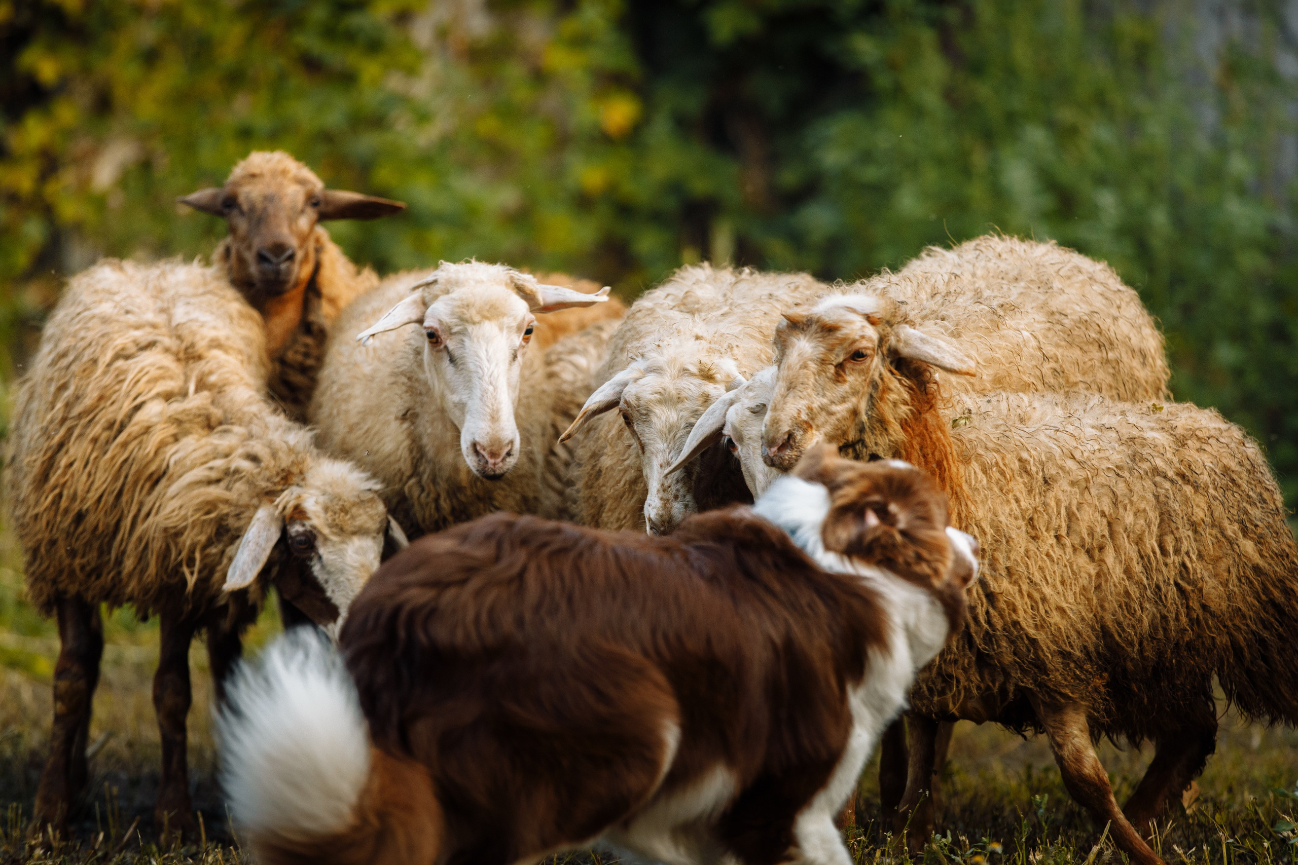 Овечий день. О нас