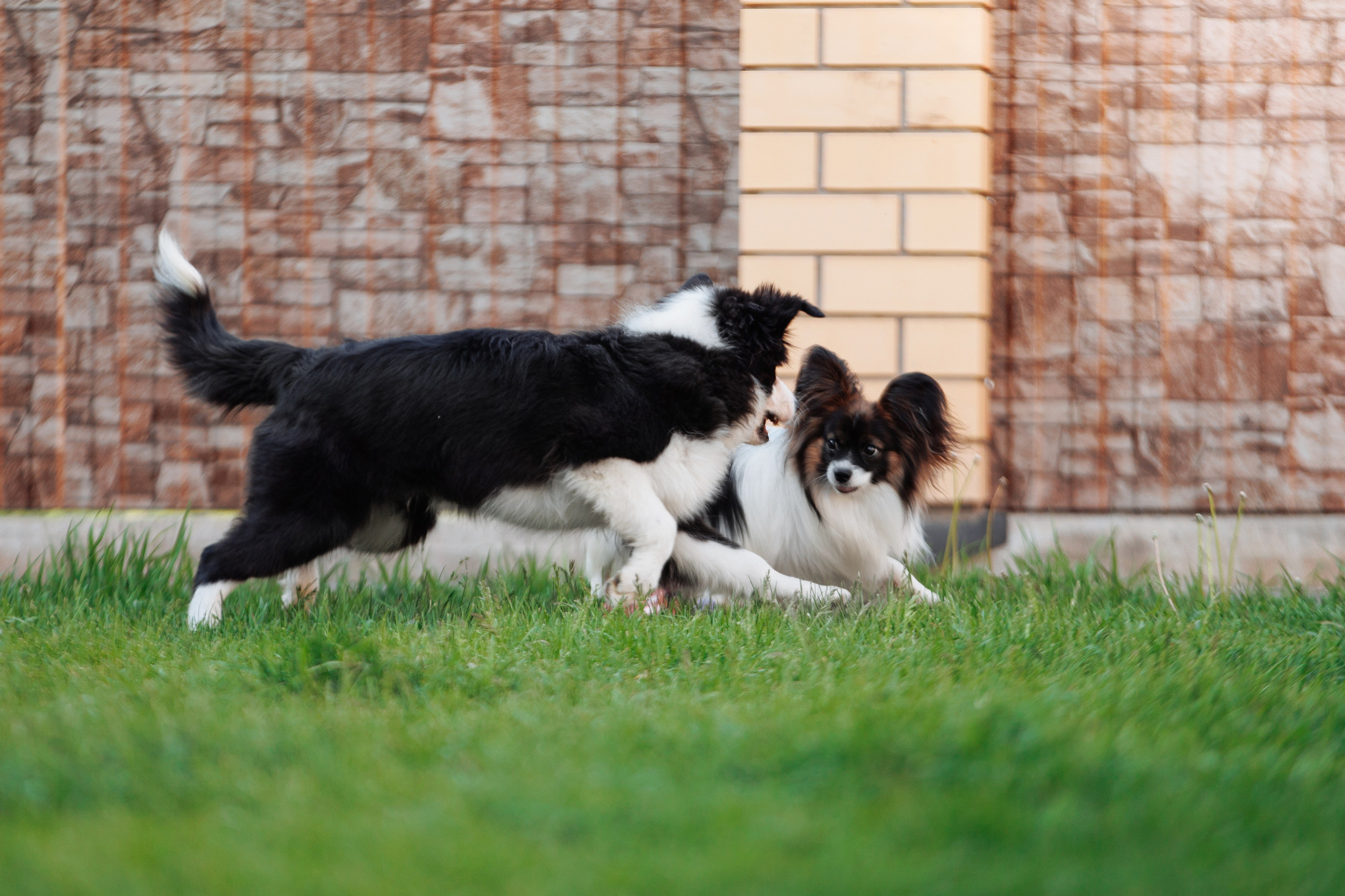 Пушистое. О нас