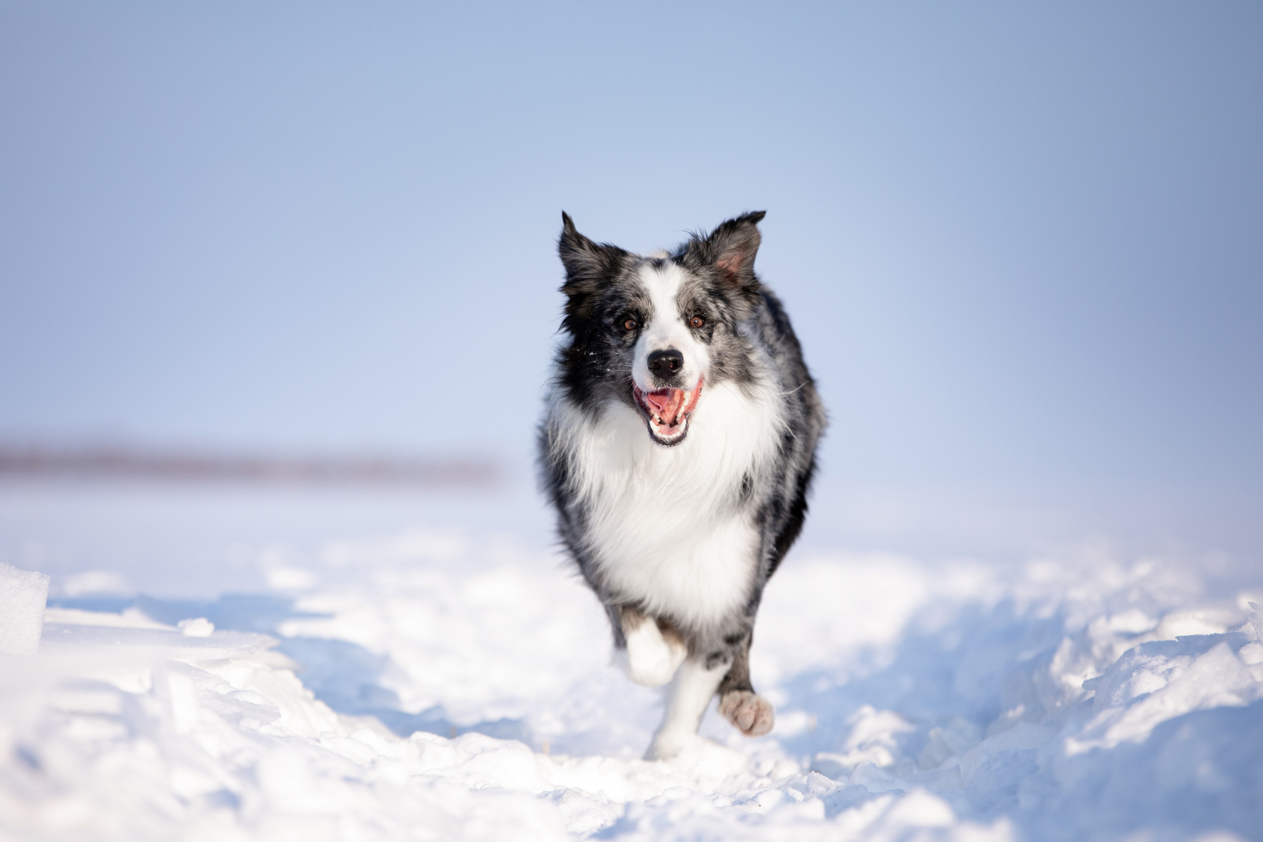 Мороз и солнце. О нас