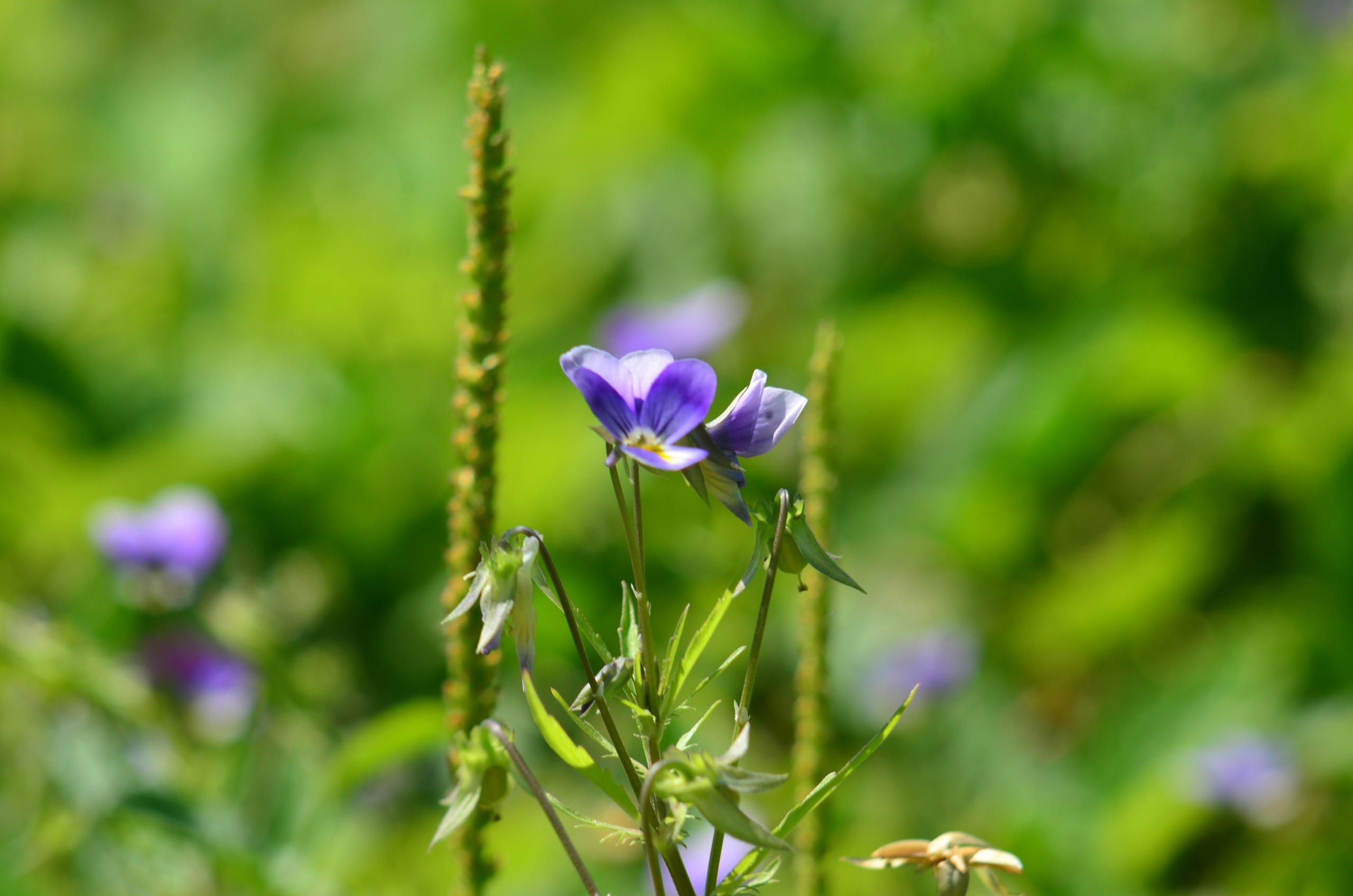 Дары природы. Фотограф viktor viktor