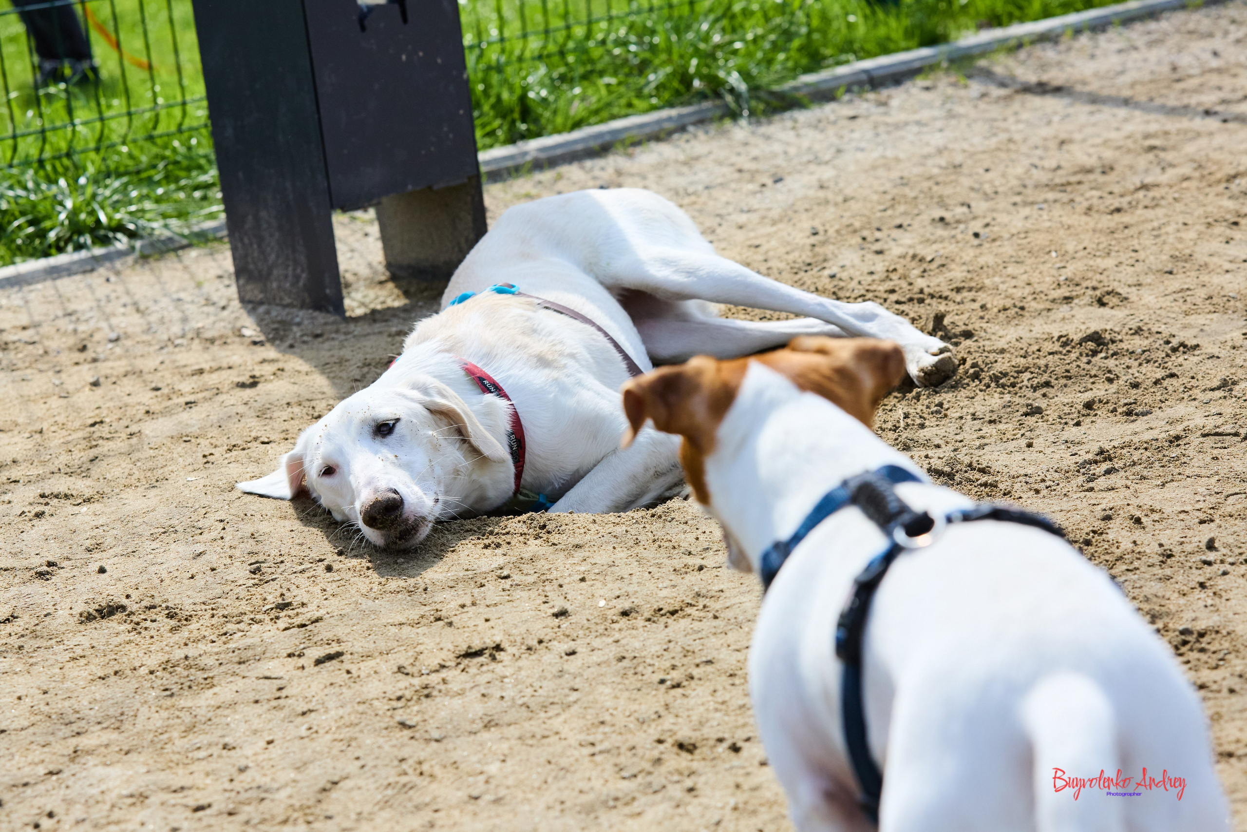 Проект фотопрогулка с хвостиком. Buyvolenko Andrey