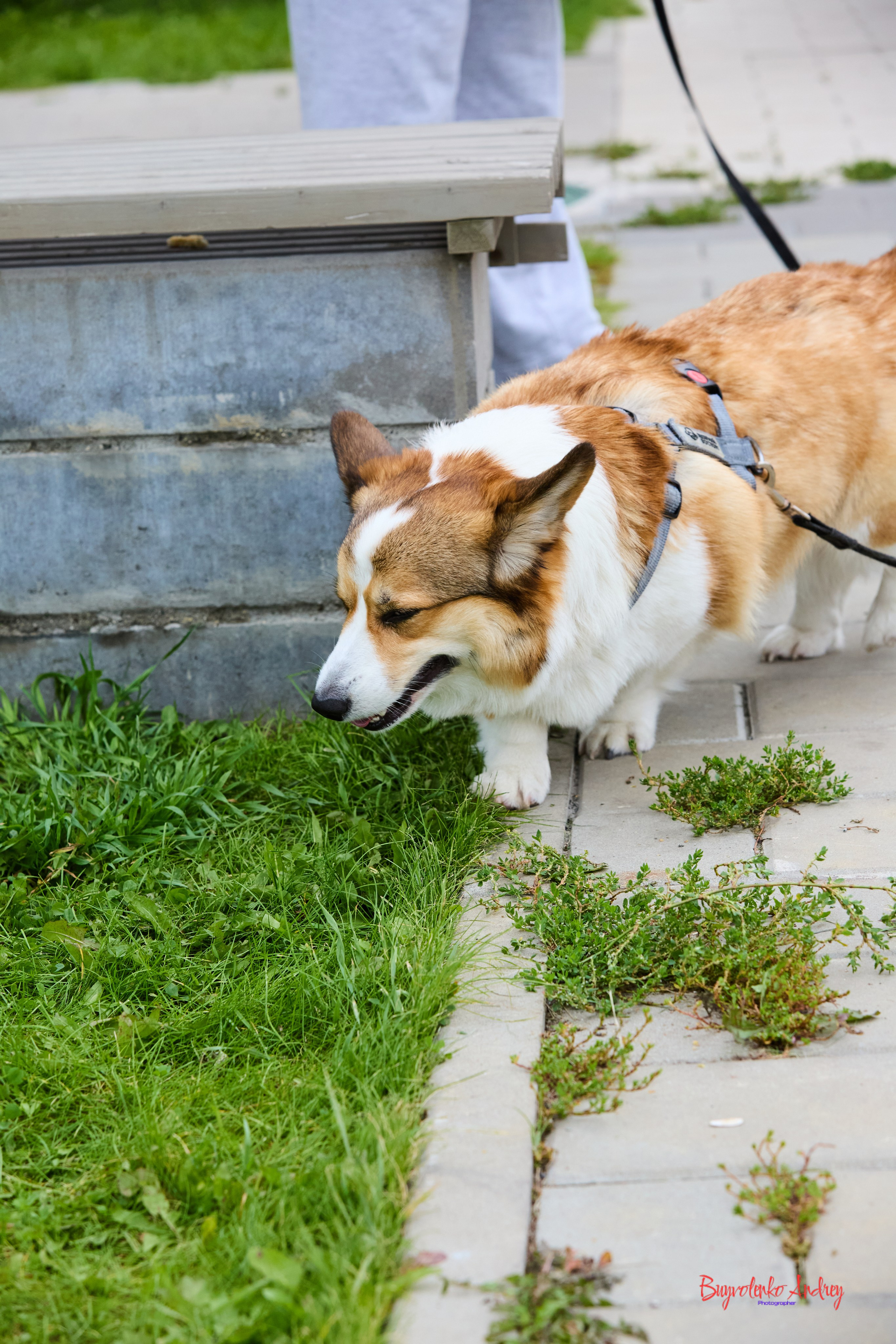 Проект фотопрогулка с хвостиком. Buyvolenko Andrey