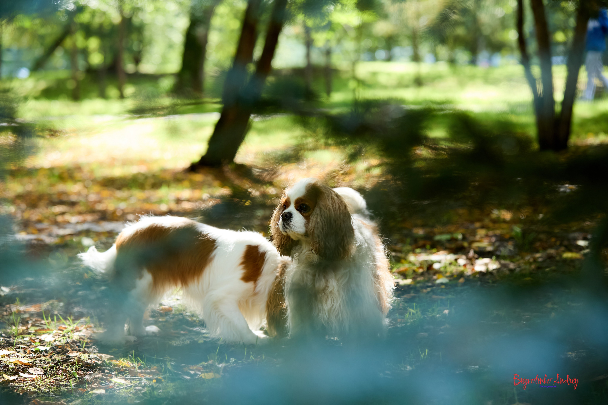 Фотопрогулка с кавалерами. Buyvolenko Andrey