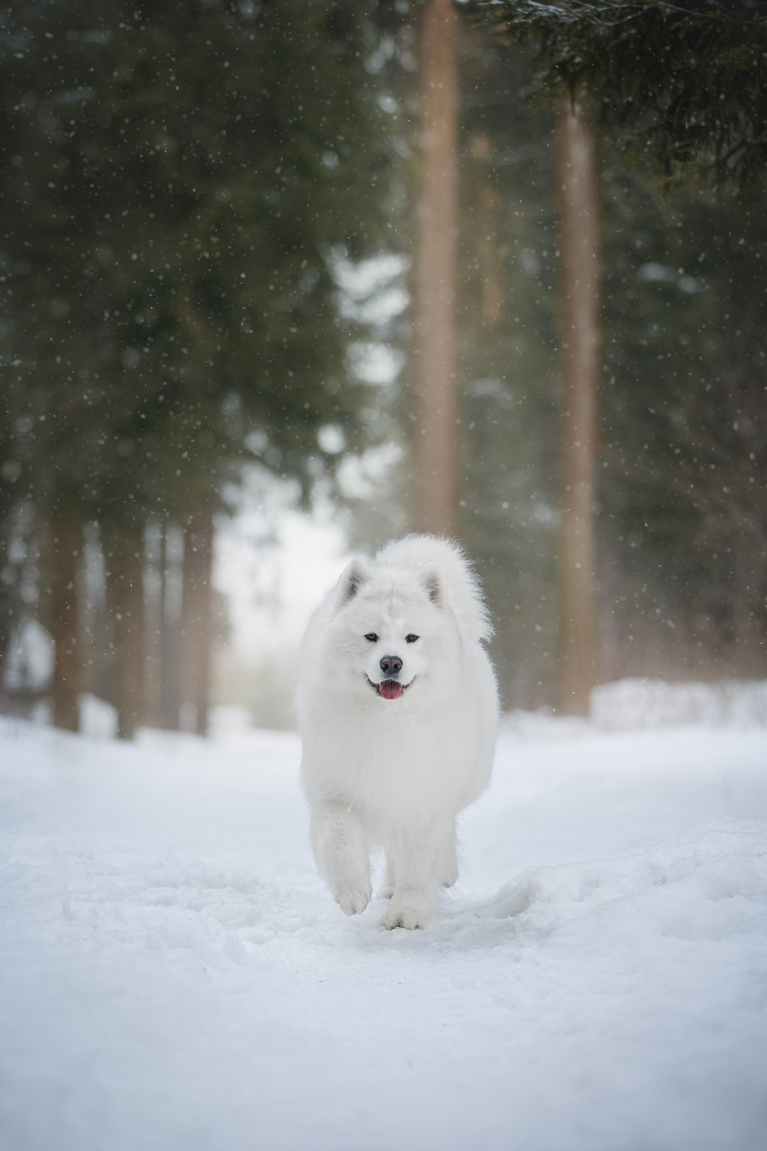 Самоедские мальчишки. Фотограф анималист в Москве Майорова Евгения