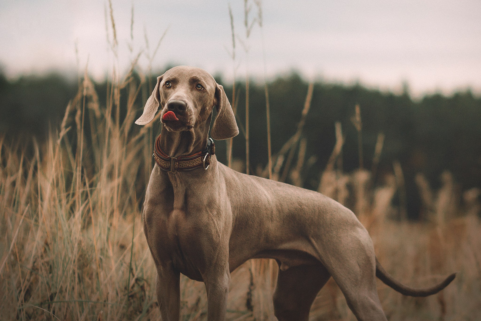 Элай и ребята. Фотограф-анималист • love-story • Санкт-Петербург