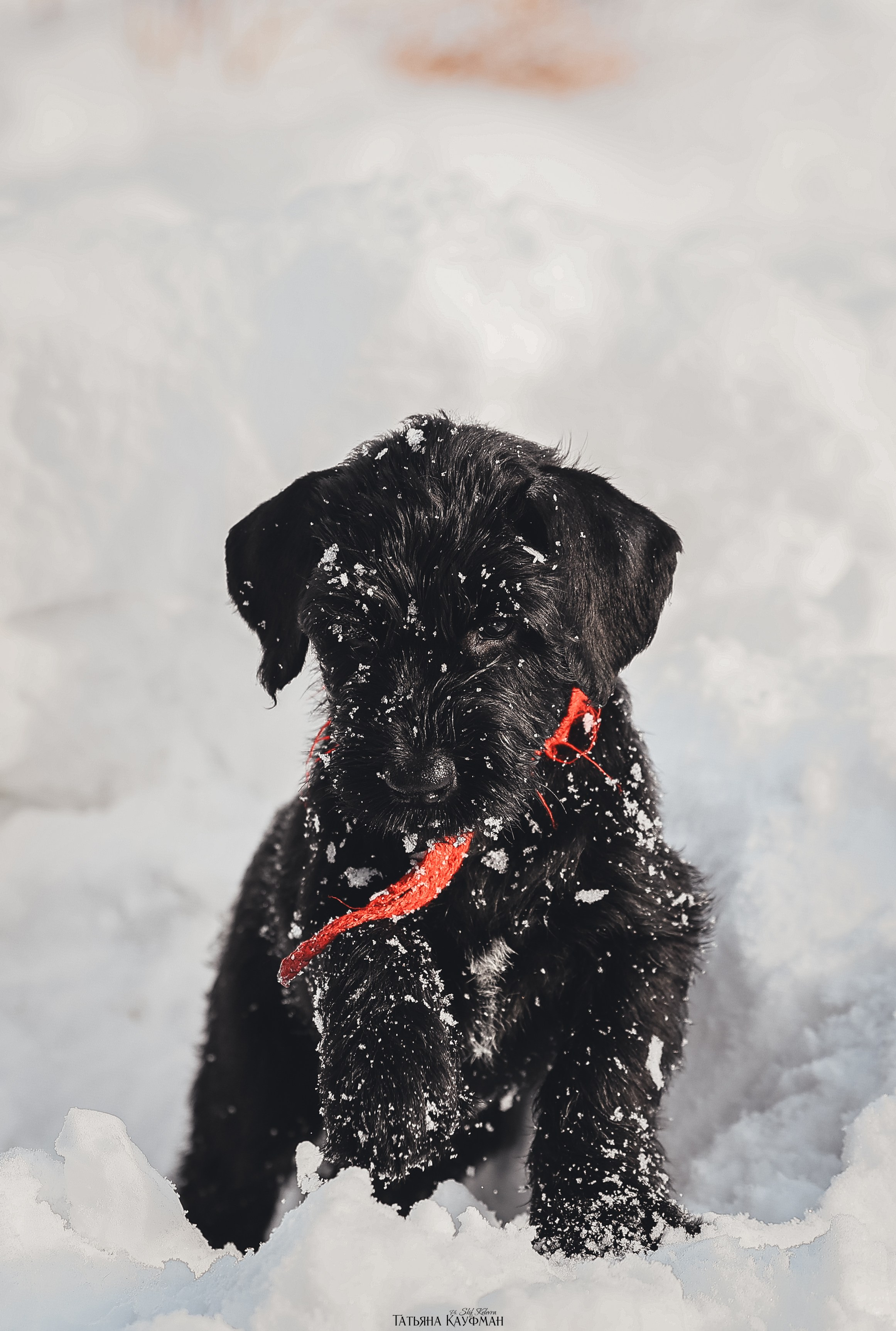 Ризеншнауцер, щенки ризеншнауцера, купить ризеншнауцера, купить щенка, ризеншнауцер Новосибирск, фотосъемка щенков, фотосессия собак, заказать фотосессию, фотографии щенков, сфотографировать щенка, фотограф Анималист, фотограф собак Новосибирск, фотограф анималист Новосибирск