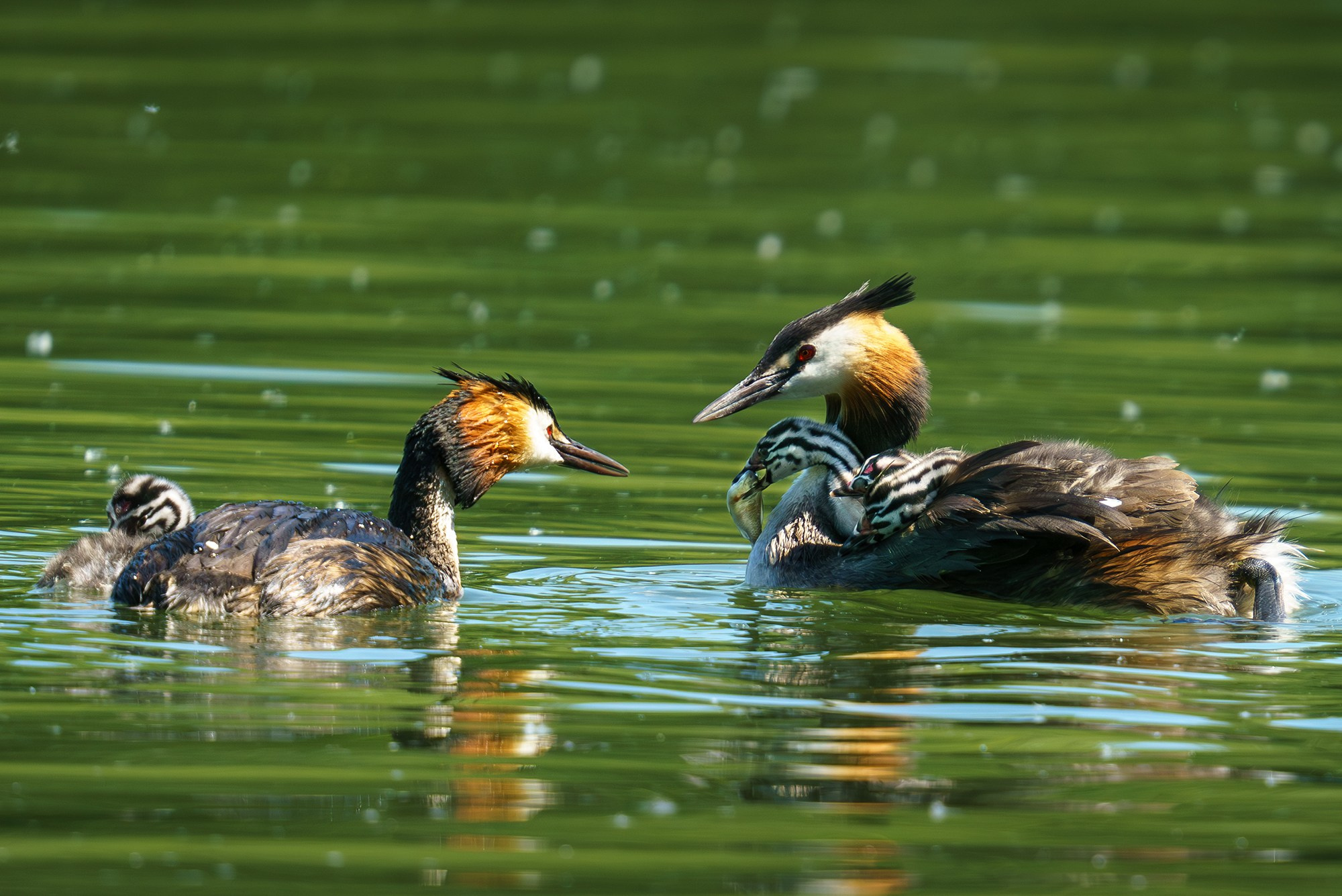 Удивительные мир птиц. Вокруг нас столько прекрасного — присмотритесь!. Ваш личный фотограф Марина Волкова