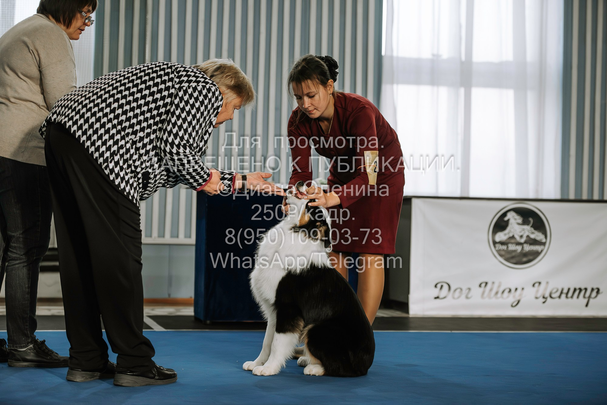 Выставка собак Красноярск 29.10.2023. Фотограф Диана Оленина Красноярск / Братск
