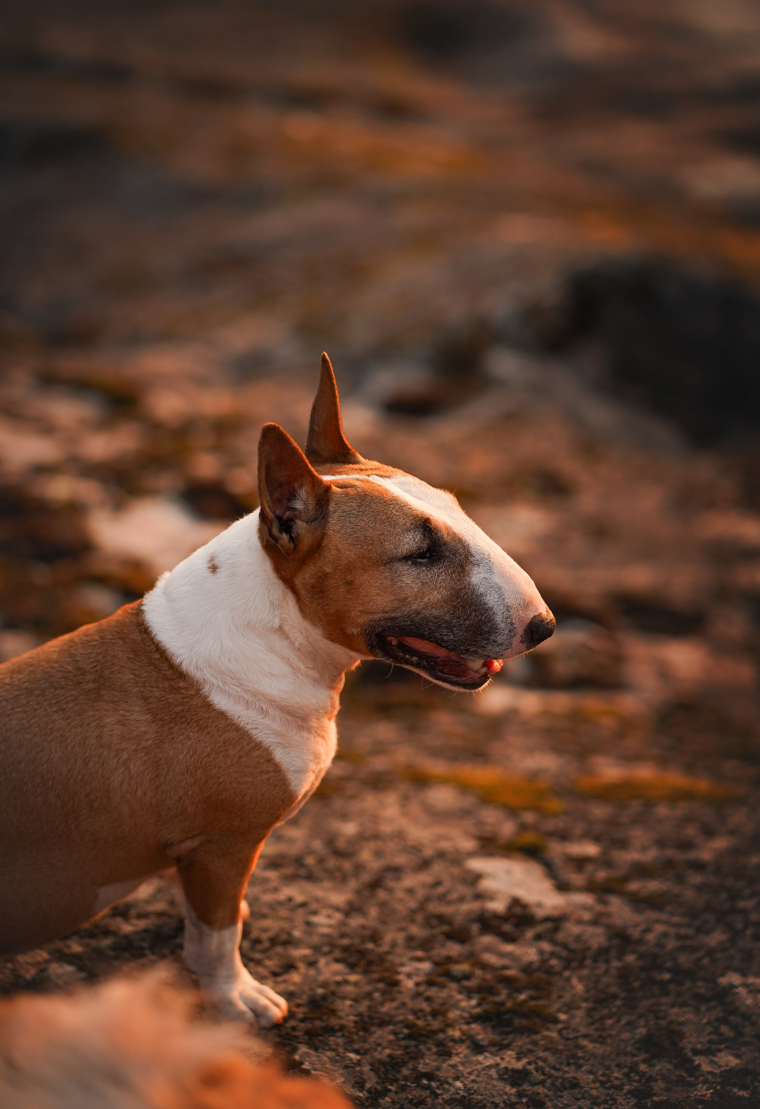 Панда SUP. Фотограф-анималист в Санкт-Петербурге Яна Мартынова