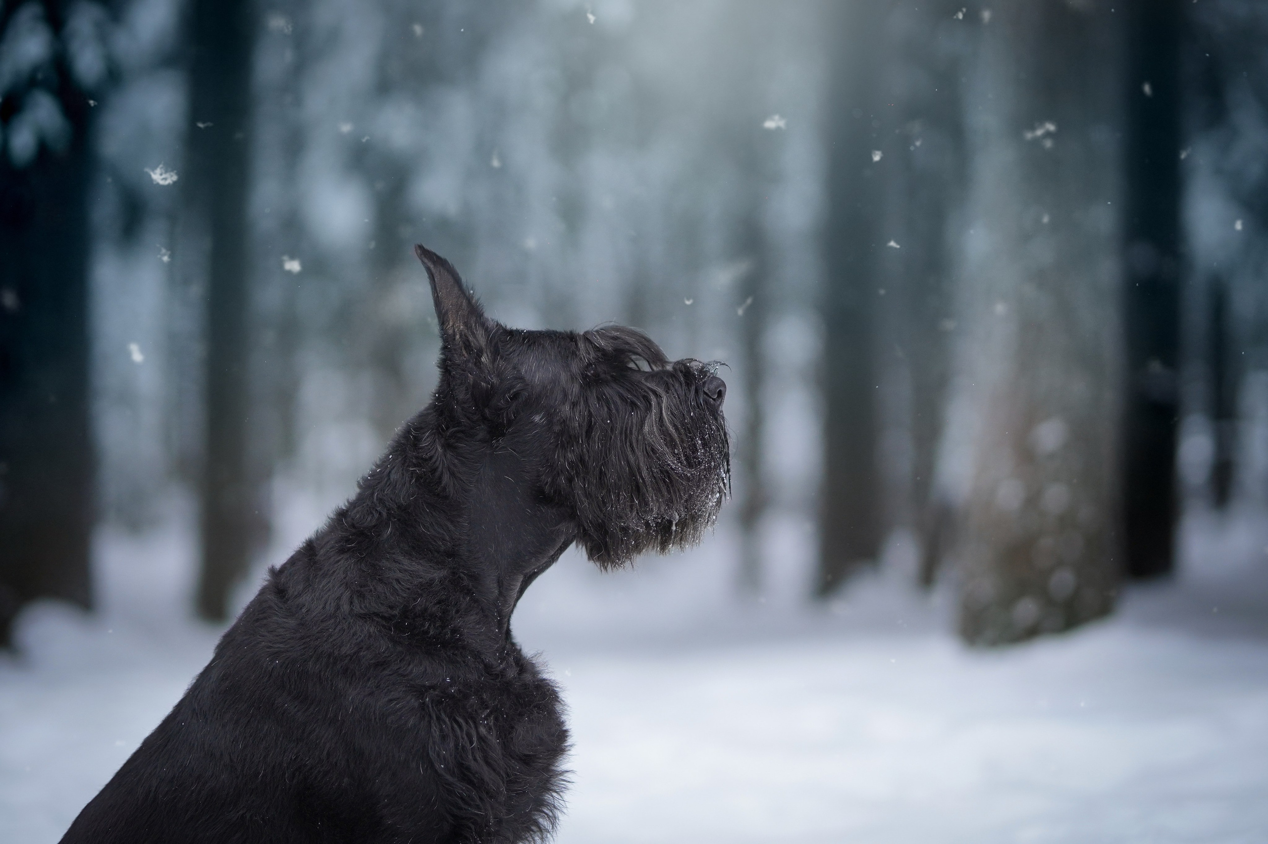 Оля Миша и шнауцеры. Фотограф-анималист в Санкт-Петербурге Яна Мартынова