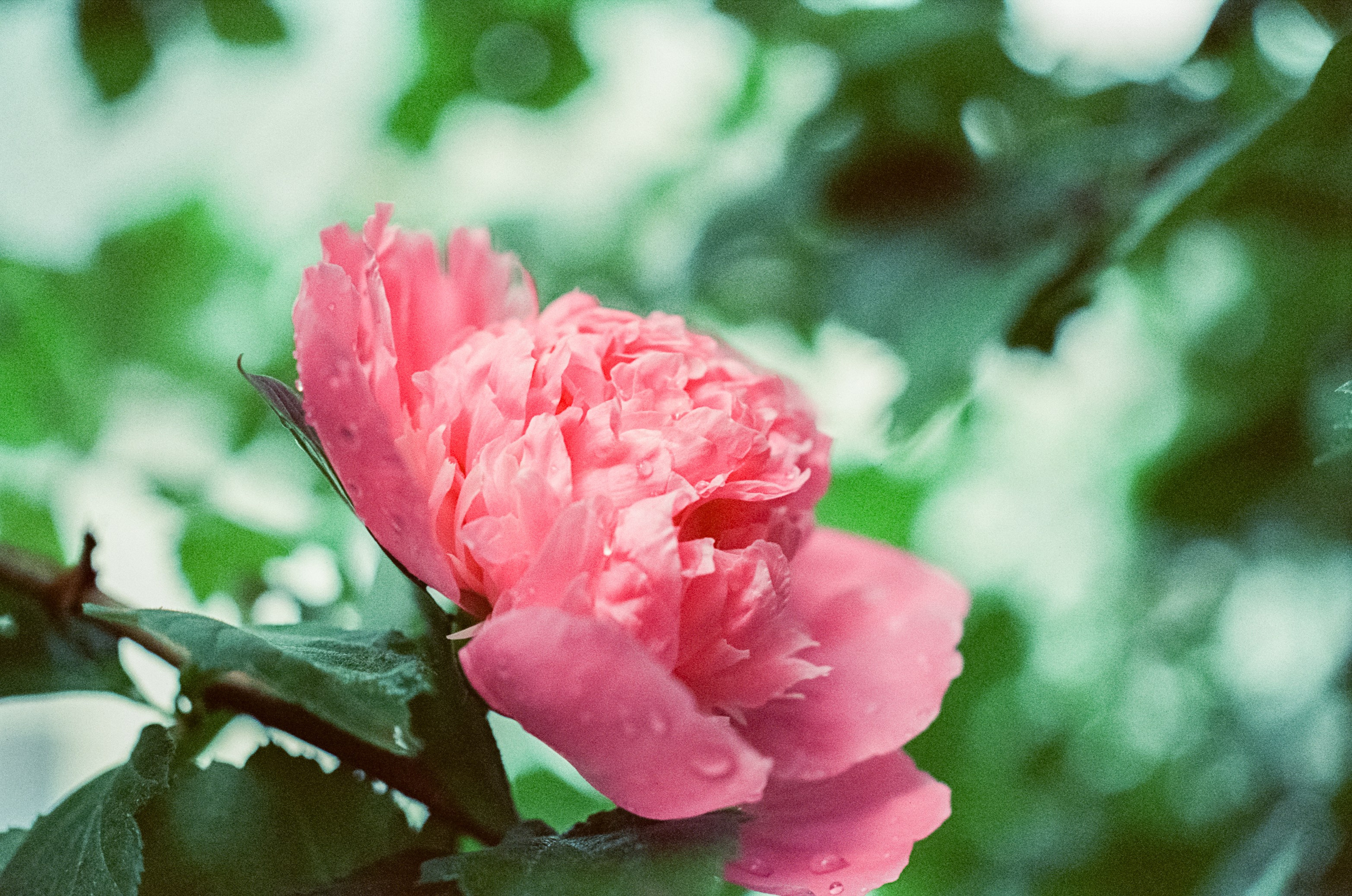 Micro-Nikkor-P.C Auto 55 mm f3.5 примеры фотографий