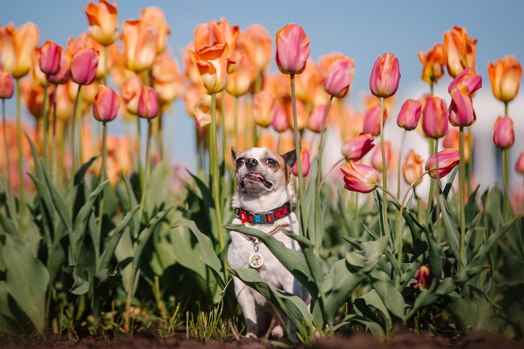 Чихуахуа Степан и Ангелина. Фотограф анималист Кузнецова Анна Нижний Новгород