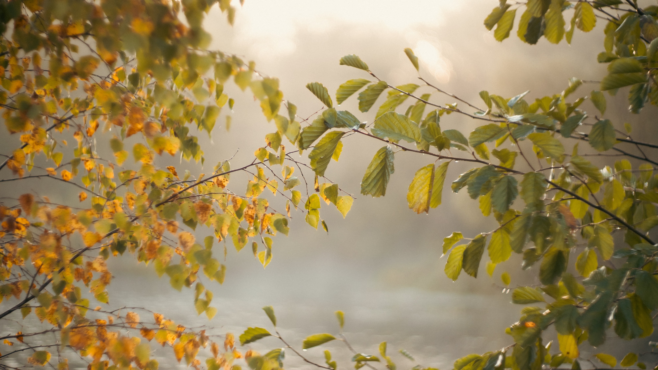 Анастасия и Бенц. Фотограф анималист в Москве и Санкт-Петербурге Свиридова Анна