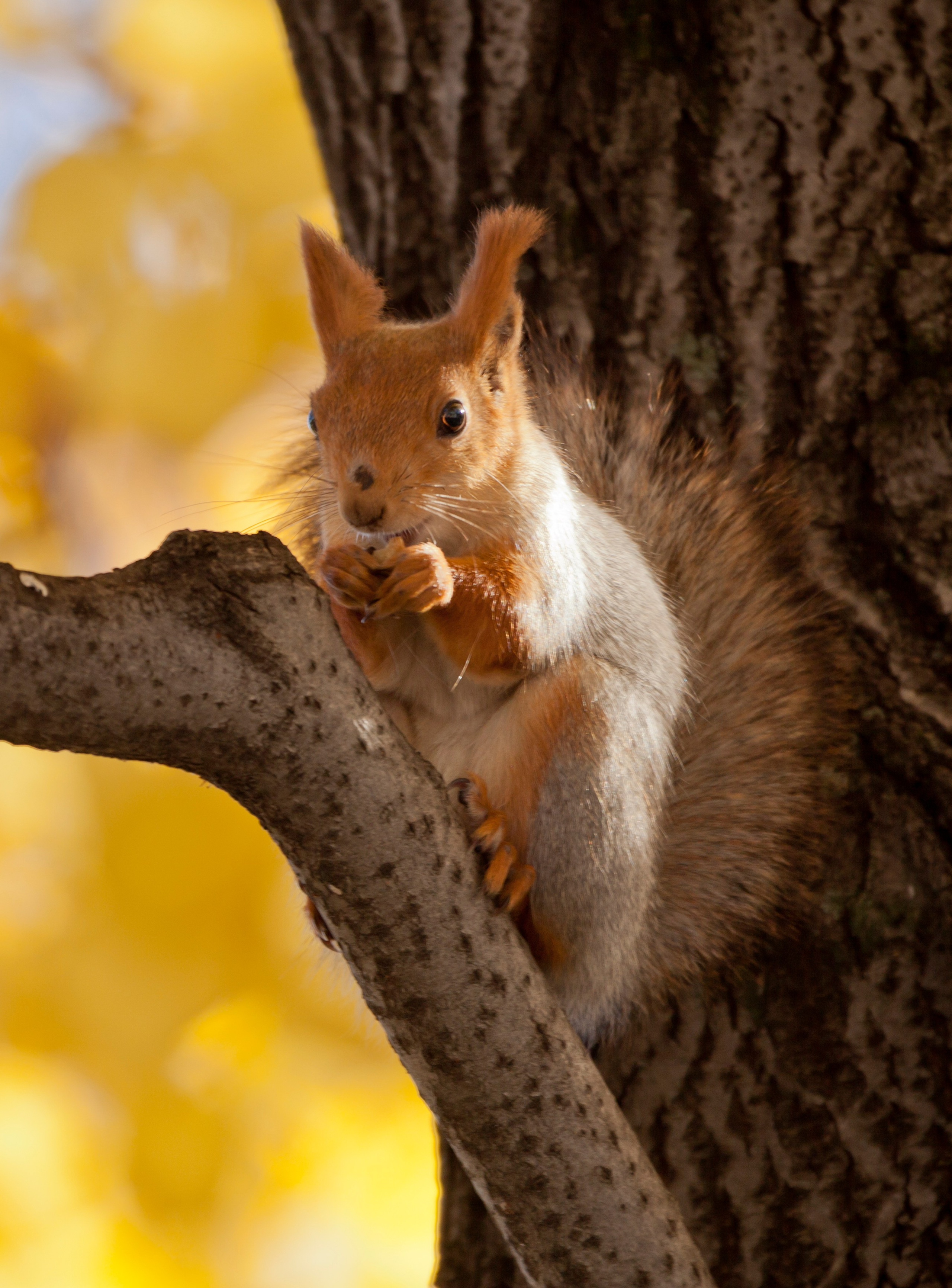 Wildlife photography. Photographer Kirill Sergeev | Moscow
