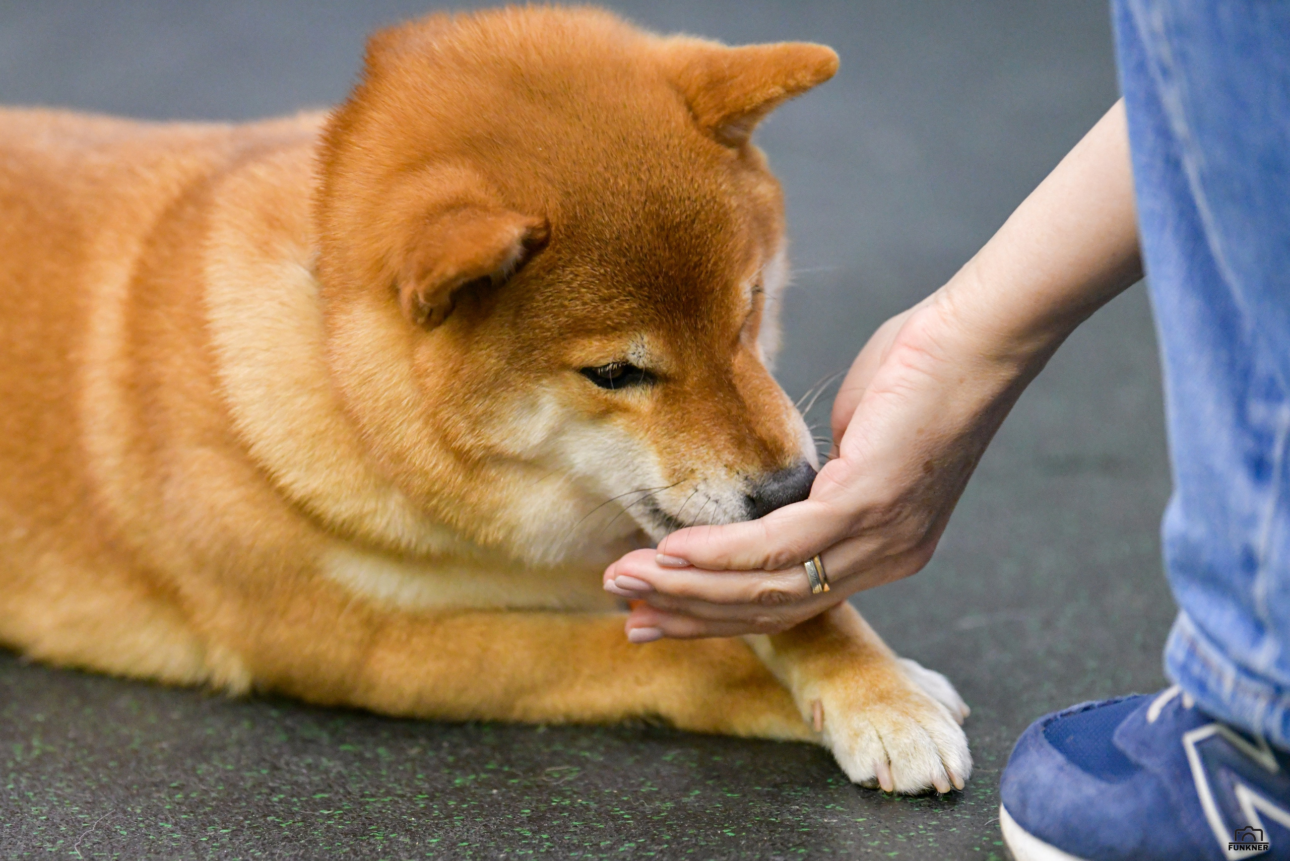 Кинологический клуб «Бодрый хвост». Свой взгляд через объектив