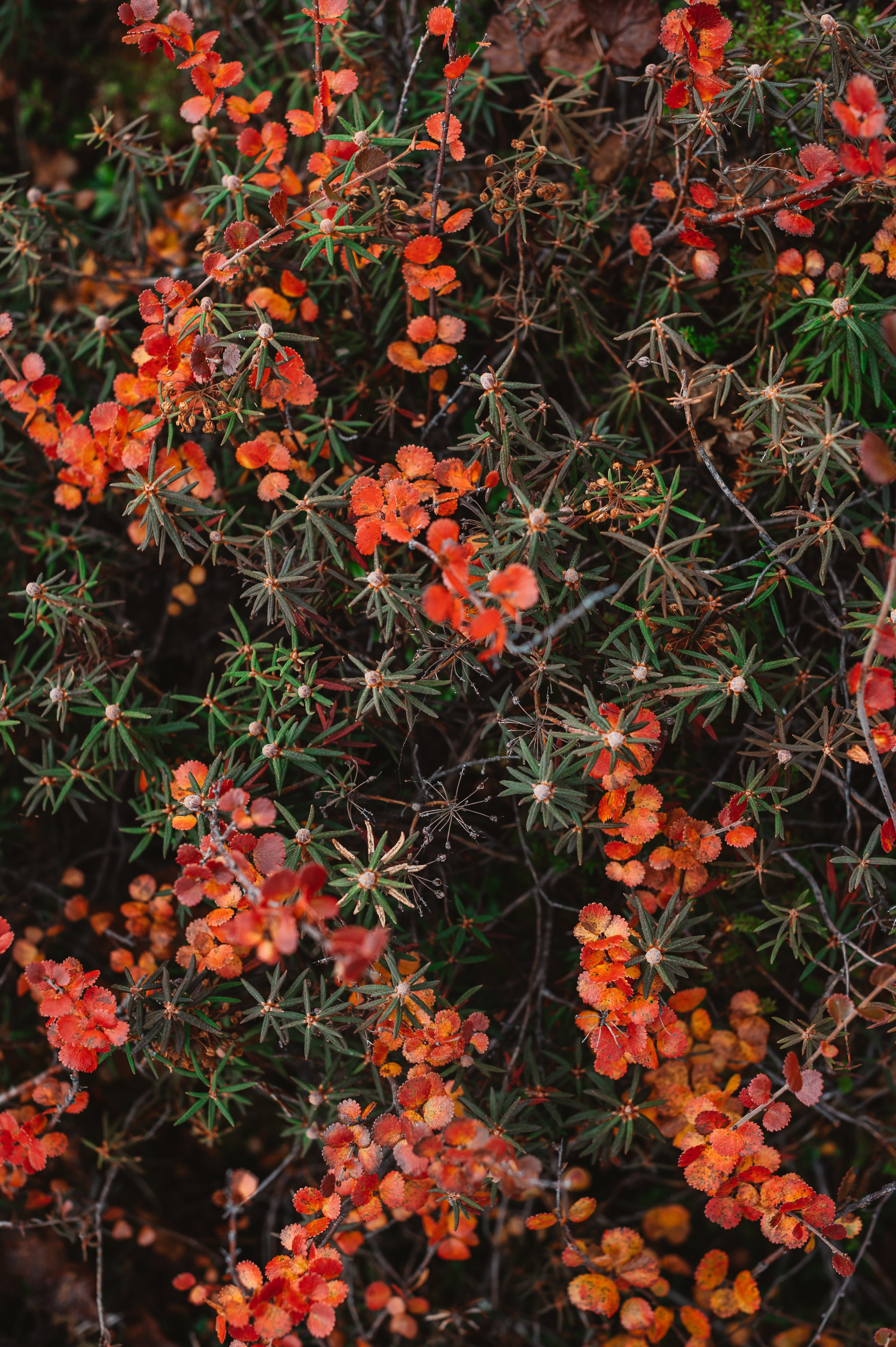 АВТОРСКИЕ ОТКРЫТКИ, 150руб. Фотограф Наталья Могилевская Мурманск Териберка Сейдозеро Рыбачий