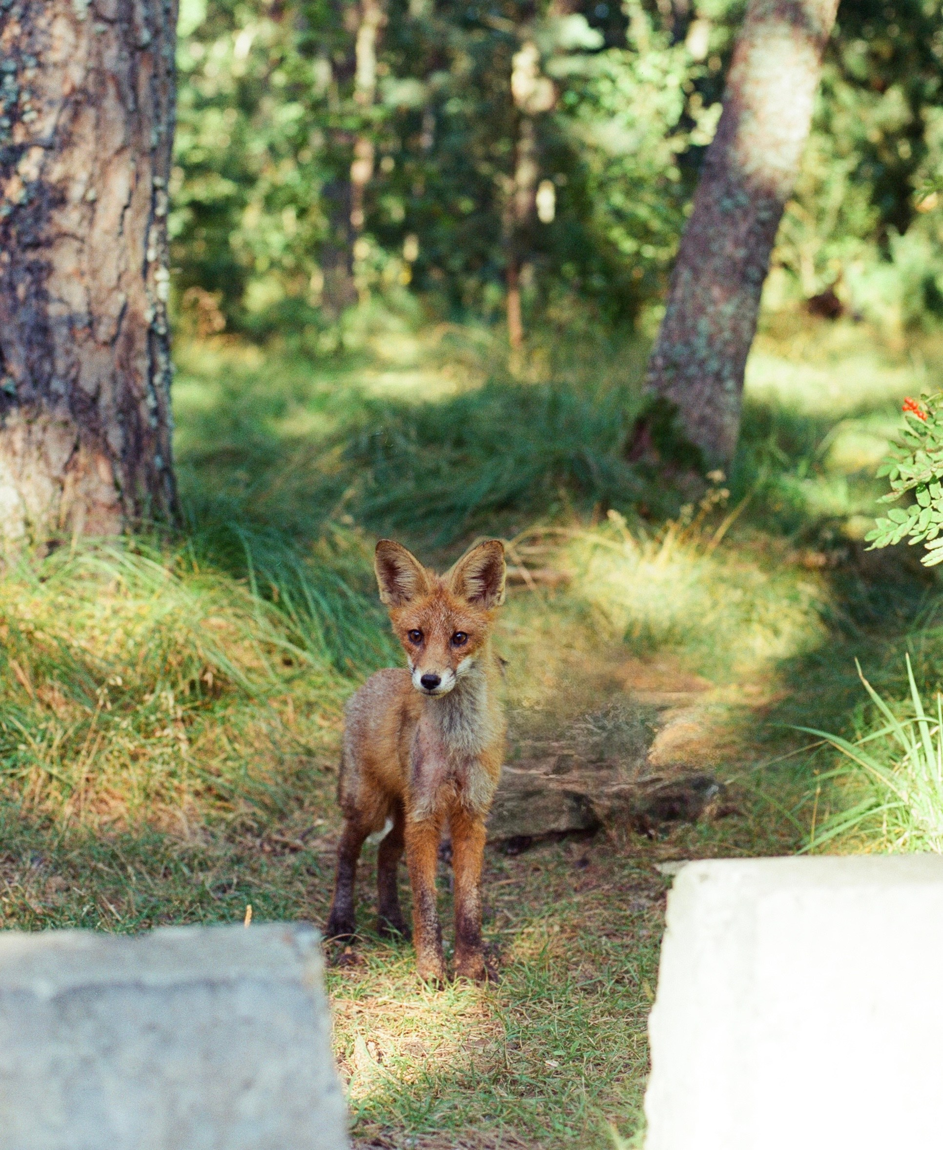 Плёнка🎞️. Фотограф в Москве Ксюшенька
