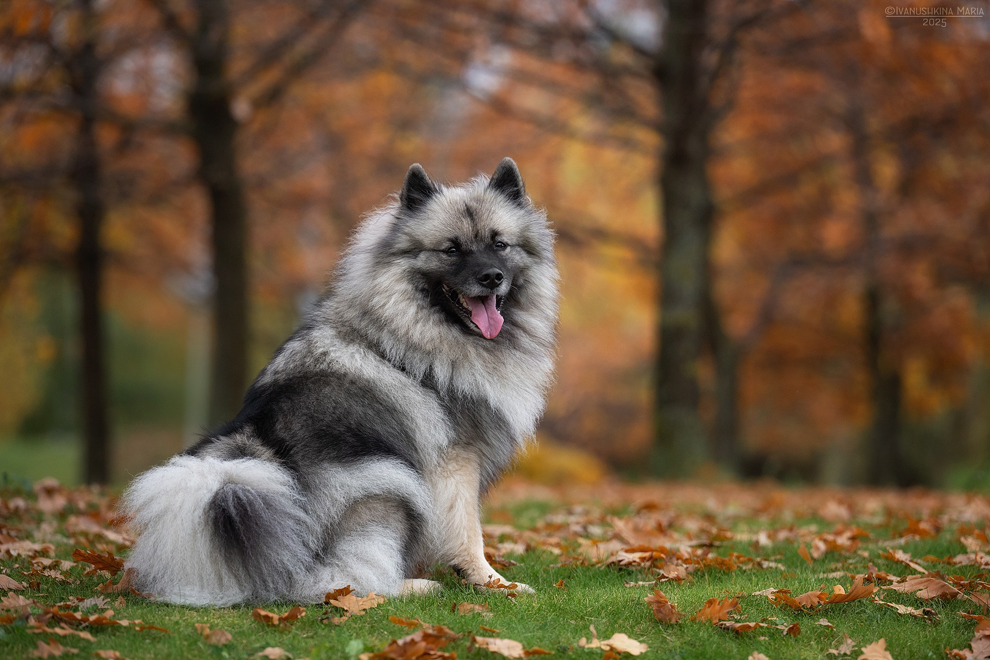 Фотограф-анималист. Фотограф собак в Москве и Московской области Иванушкина Мария