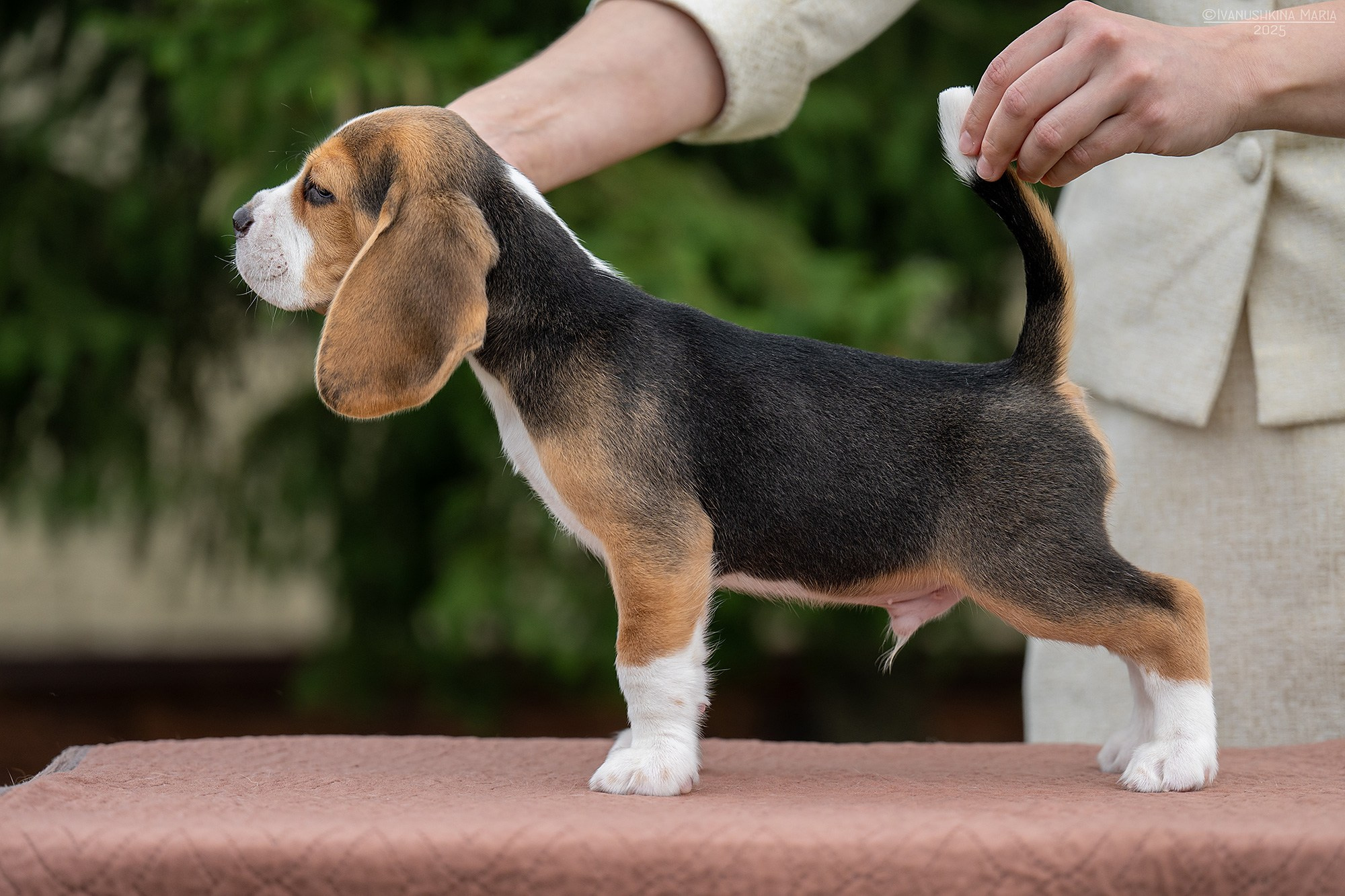 Экстерьерная фотосессия собаки. Фотограф собак в Москве и Московской области Иванушкина Мария