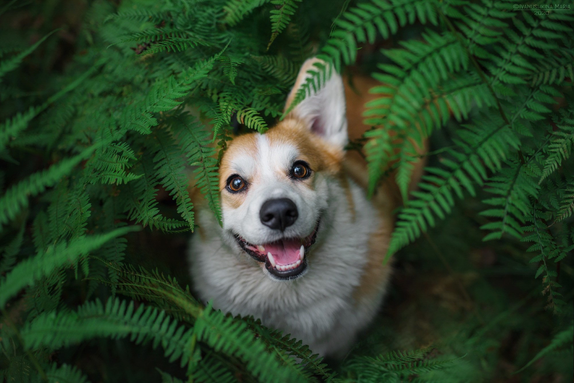Фотограф-анималист. Фотограф собак в Москве и Московской области Иванушкина Мария