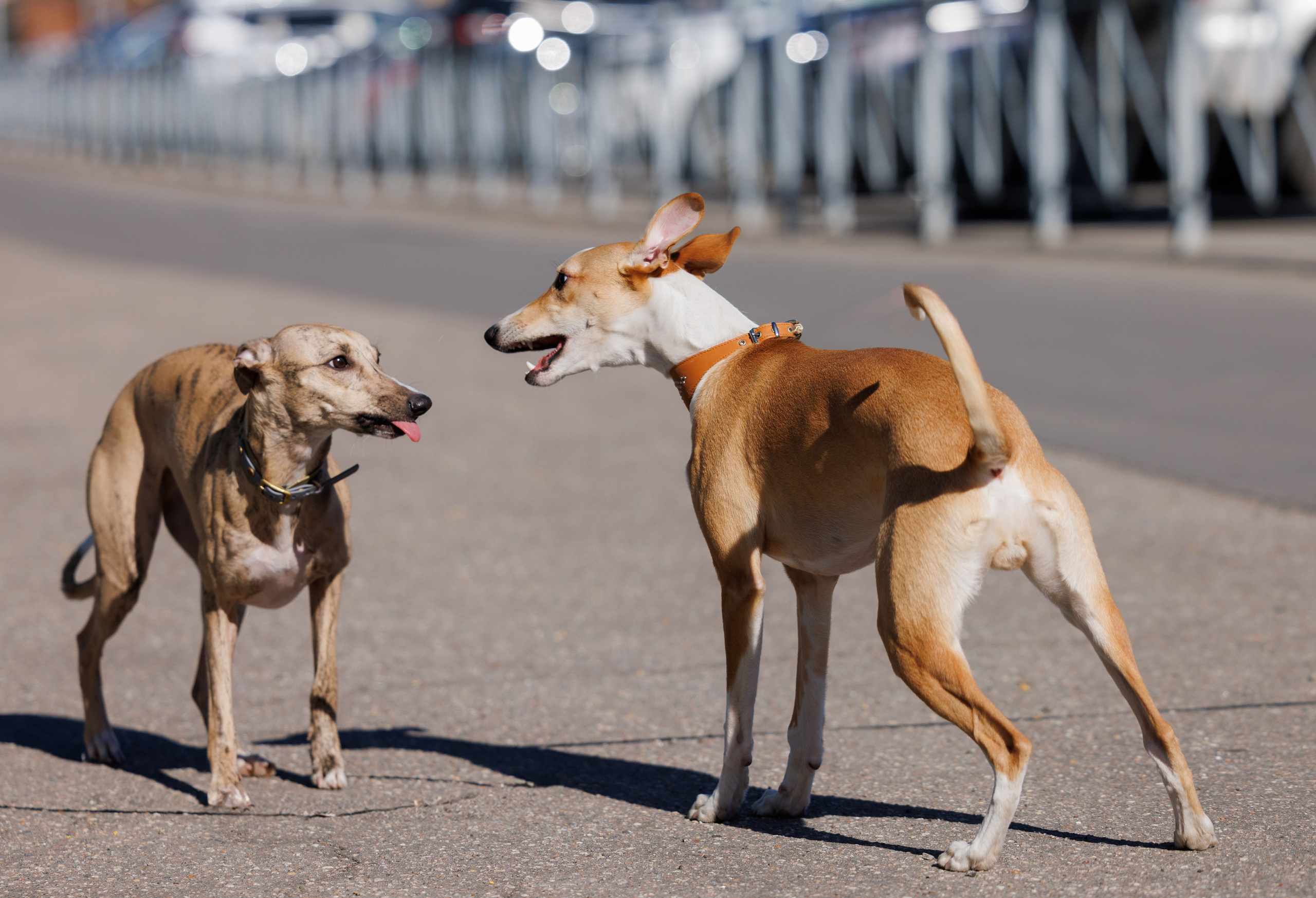 Сфера и Крокус 8,9,16 и 30.03.2025. Фотограф-анималист Юлия Германика