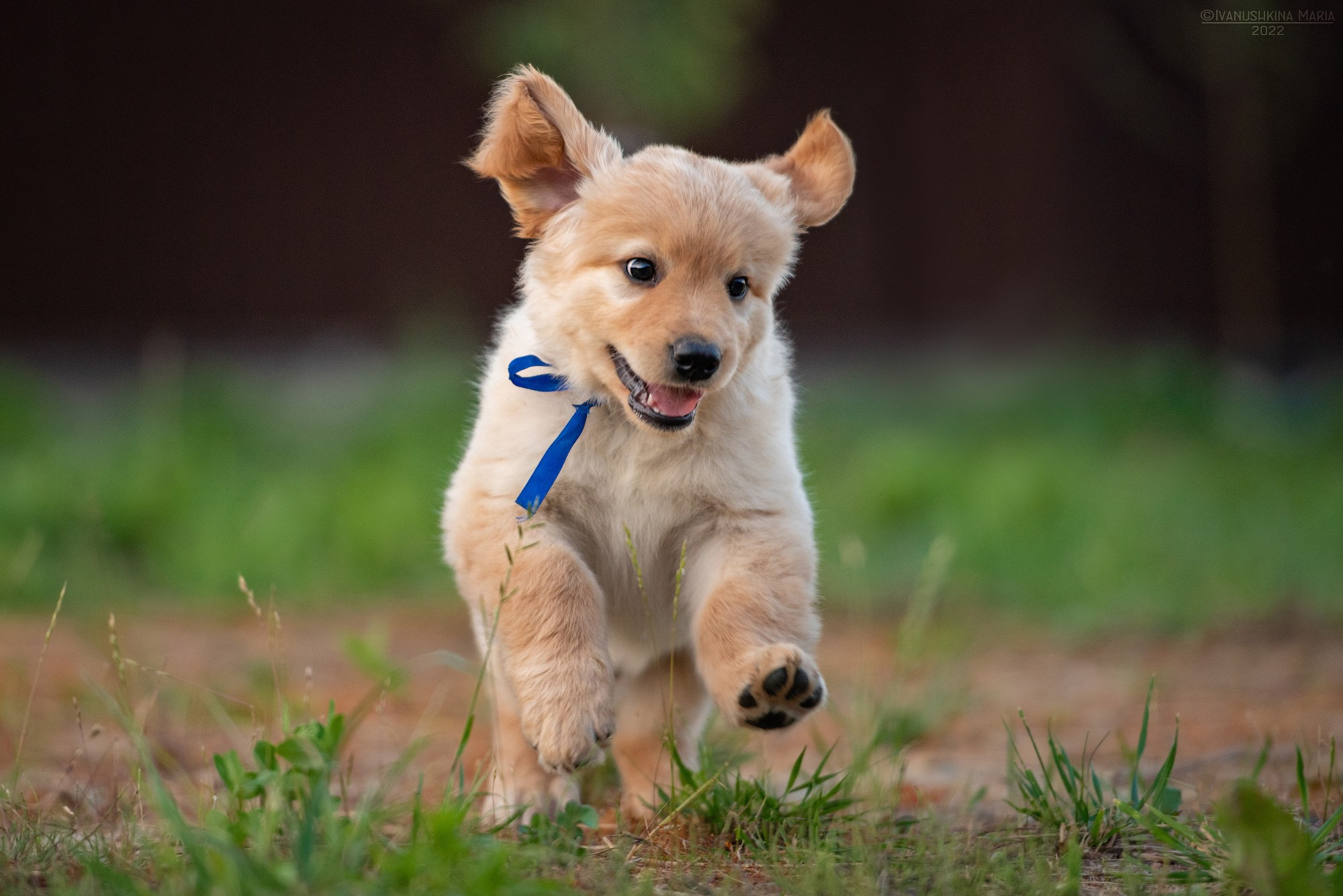 Фотосессия щенков на продажу. Фотограф собак в Москве и Московской области Иванушкина Мария