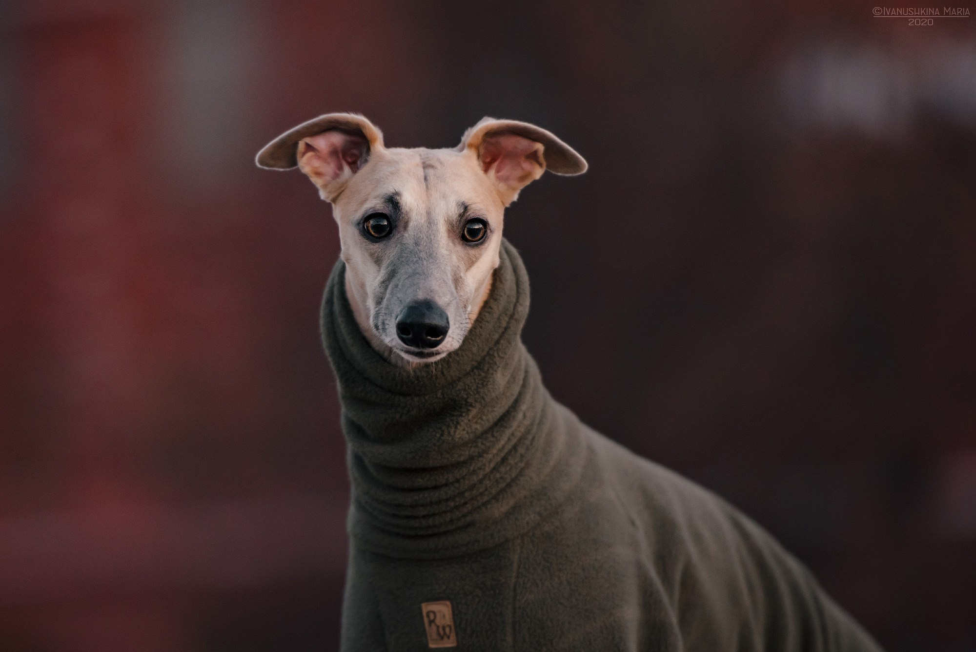 уиппет в одежде